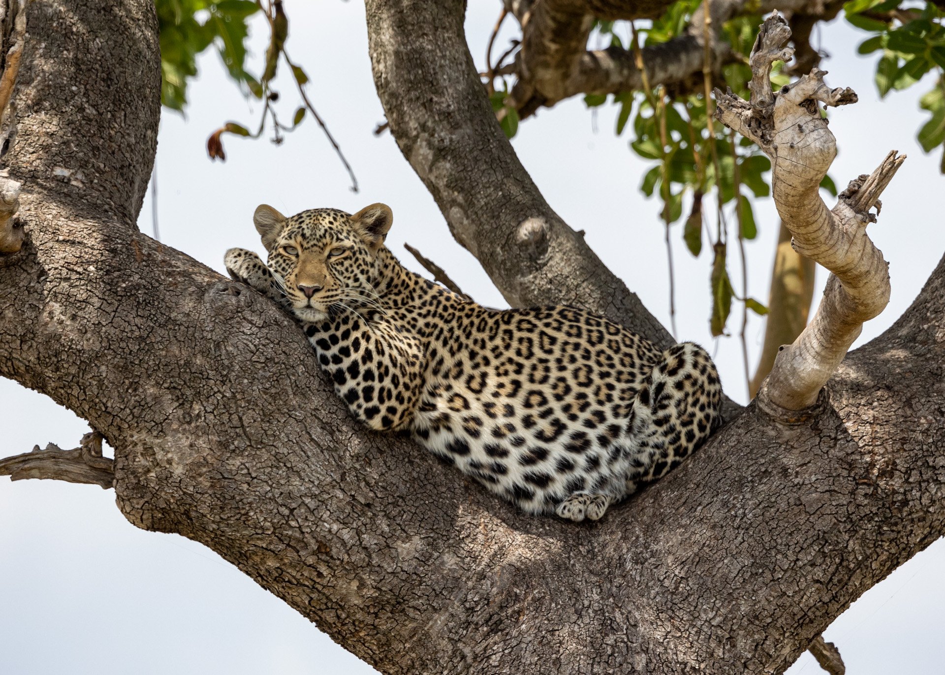 Above: Robert captures a leopard in a proper food coma