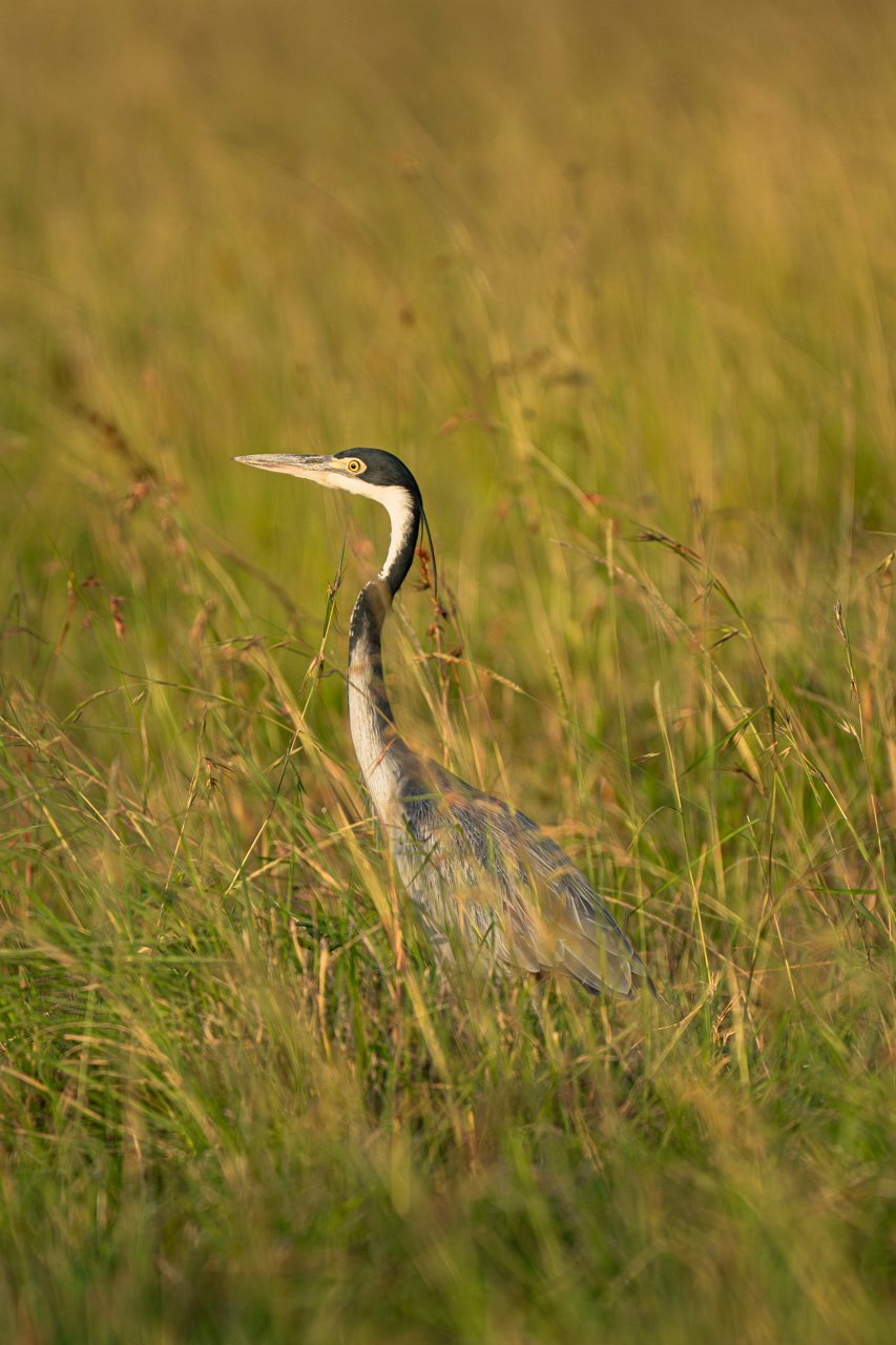 F6.3, 1/1600, ISO1100 | Arnold Omondi 