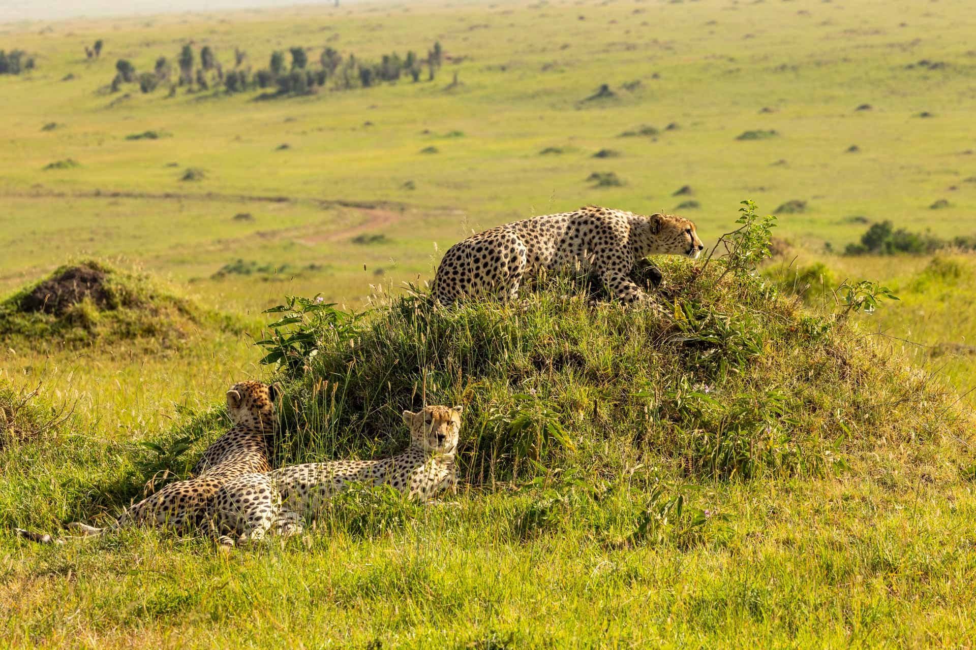 A termite mound makes the perfect vantage point — ideal for spotting prey, predators, and each other
