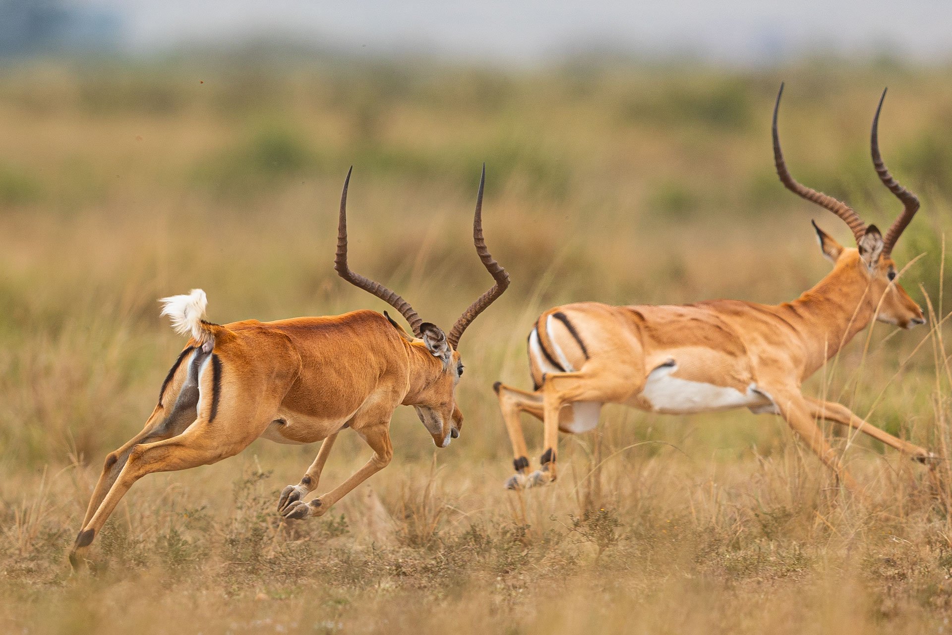 Above: Moves like a buck, runs like a Maasai