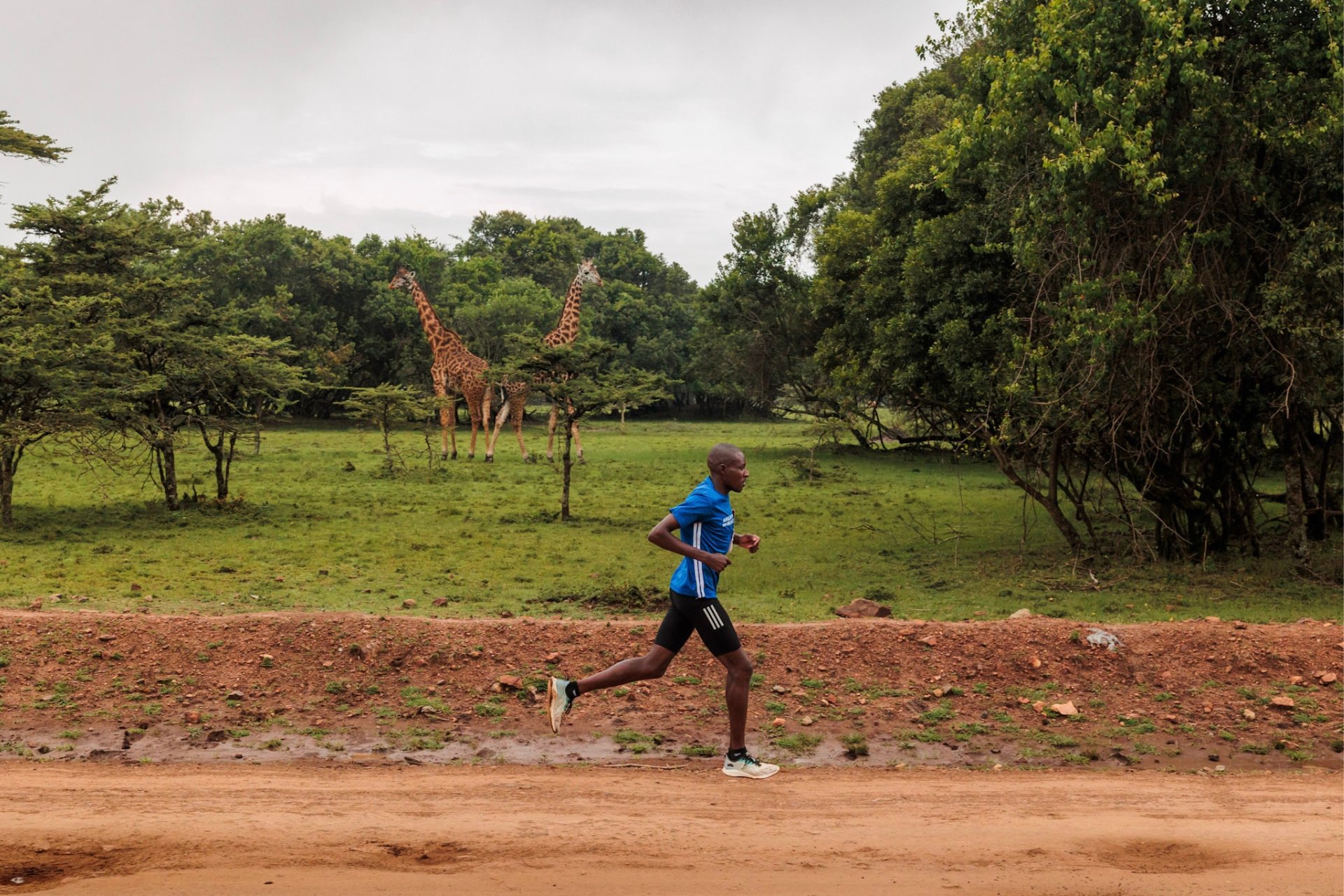 Passing giraffes on the left...