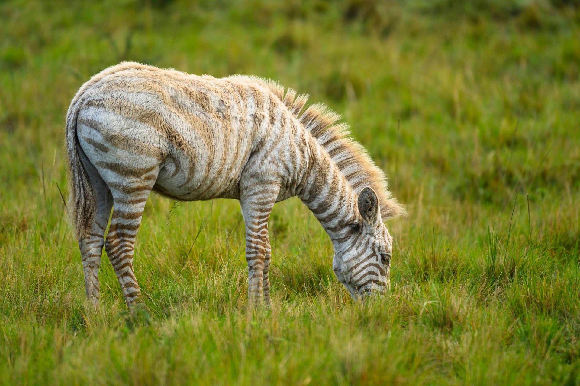 Above: A zebra, but make it sepia