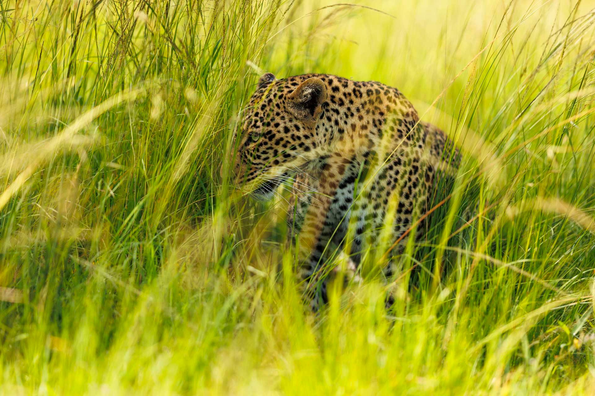 F3.2, 1/5000, ISO640 | Japheth Supeyo 