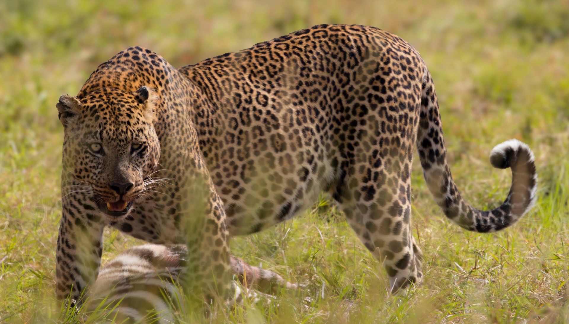 F16.0, 1/1600, ISO2500 | Guest Andrew Doggett 