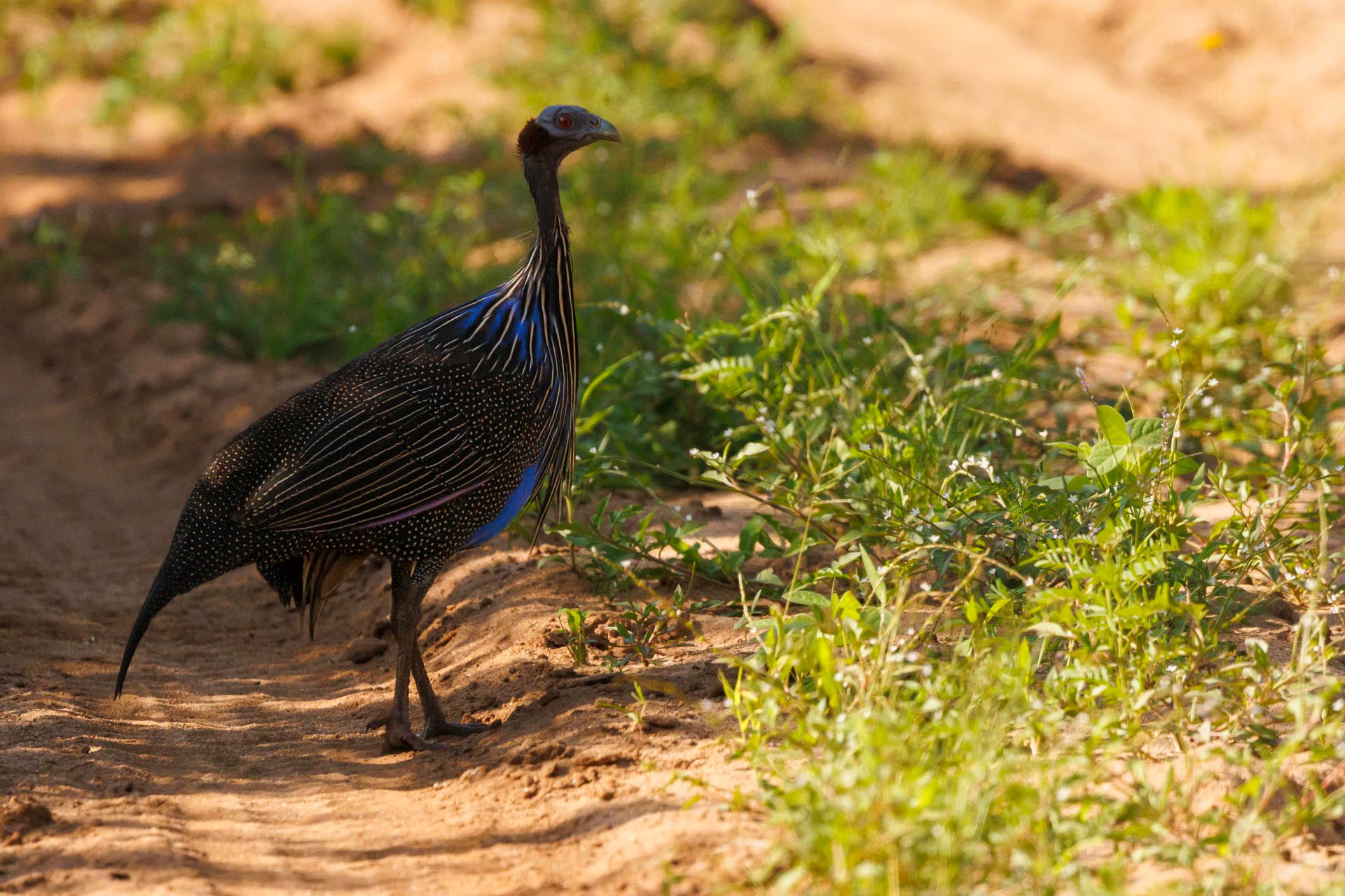 Vulturine guinea fowl are the runway models of the bird world