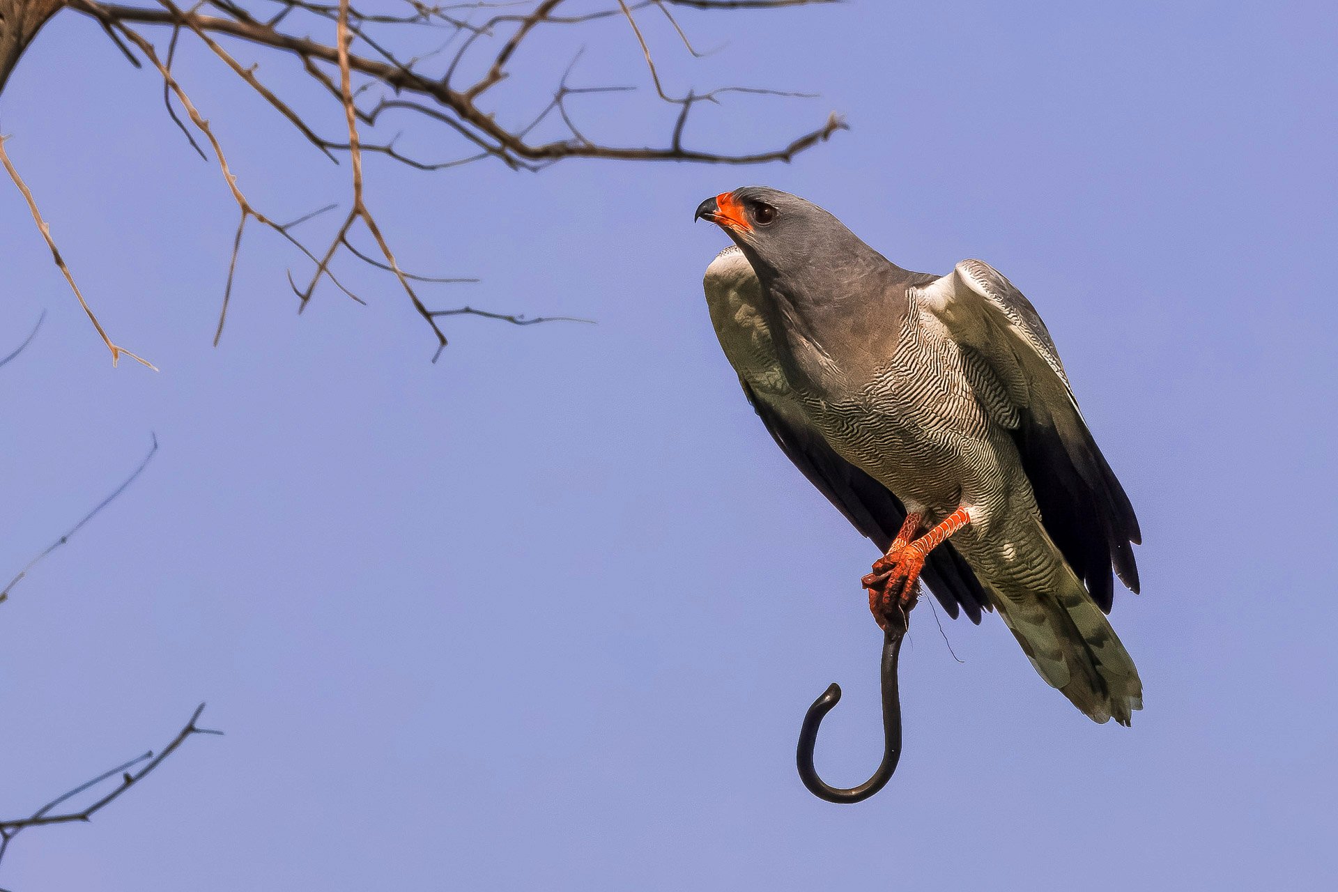 F8.0, 1/1000, ISO200 | Guest Andrew Doggett 