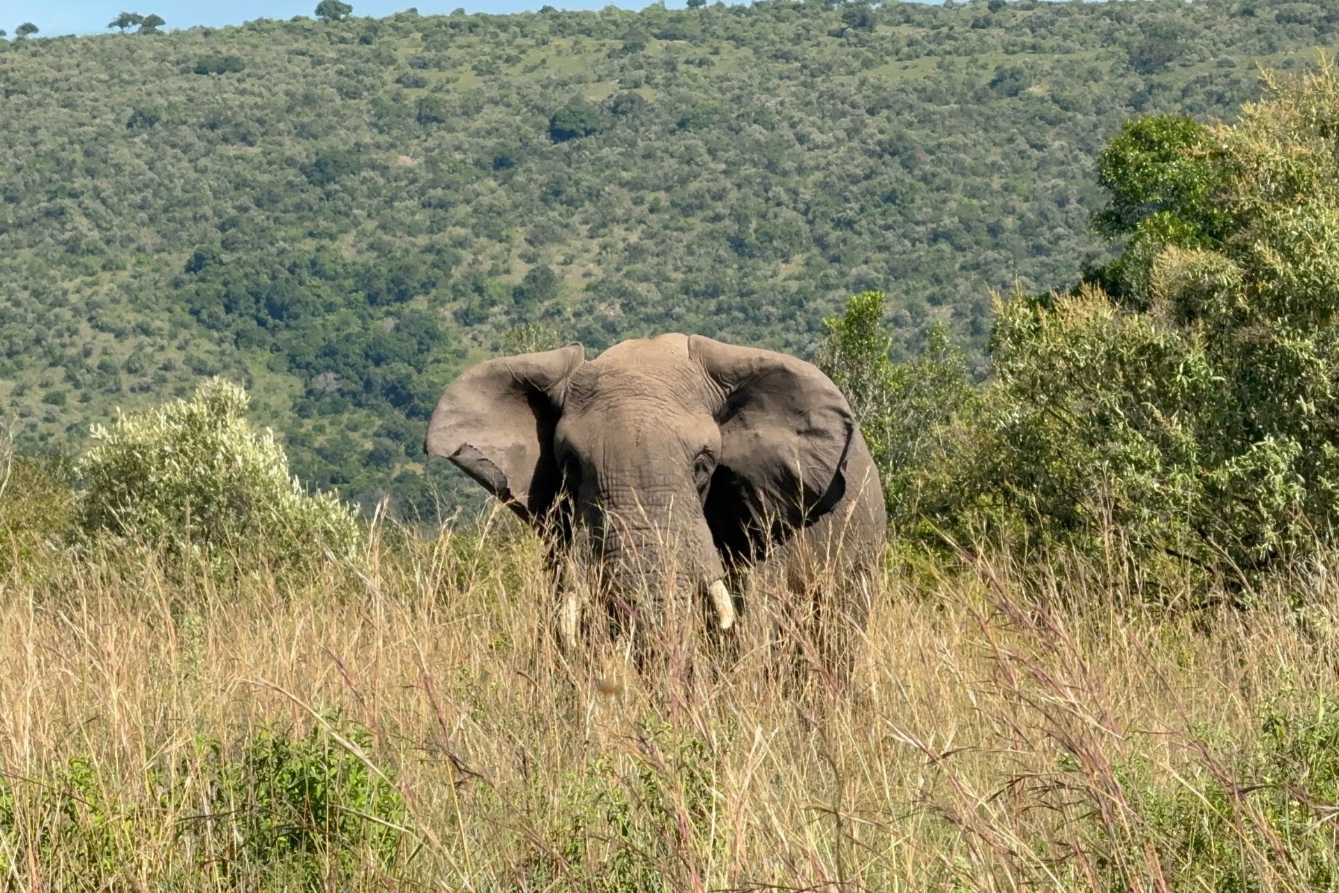 Fitz in Mara North 