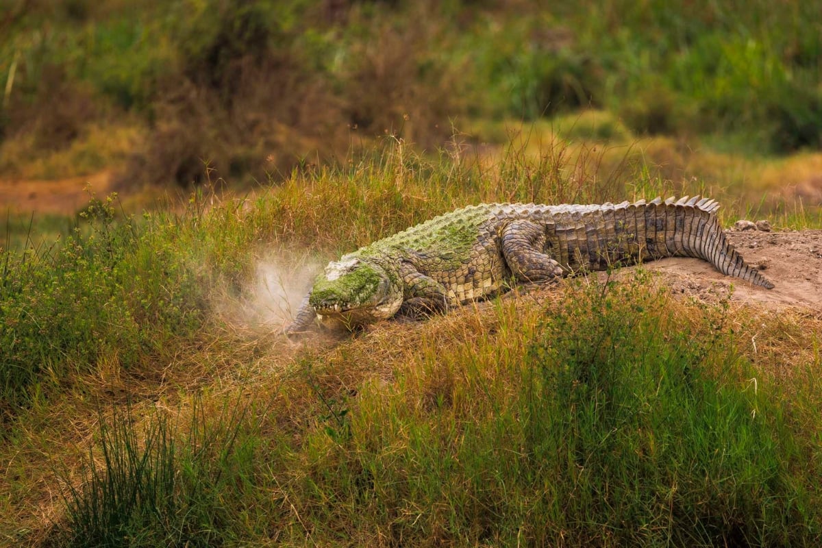 F7.1, 1/400, ISO200 | Japheth Supeyo 