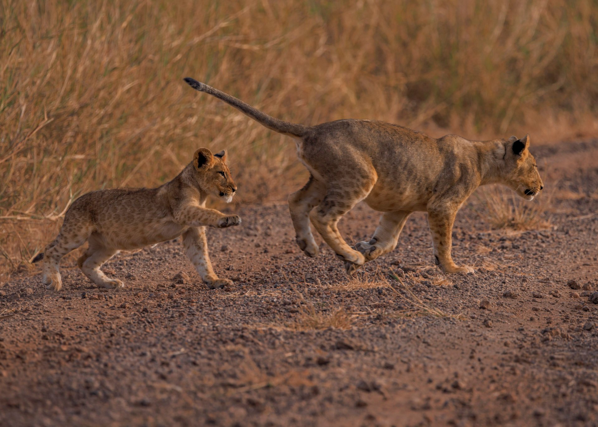 Play builds the strength, coordination, and social skills lion cubs need to survive