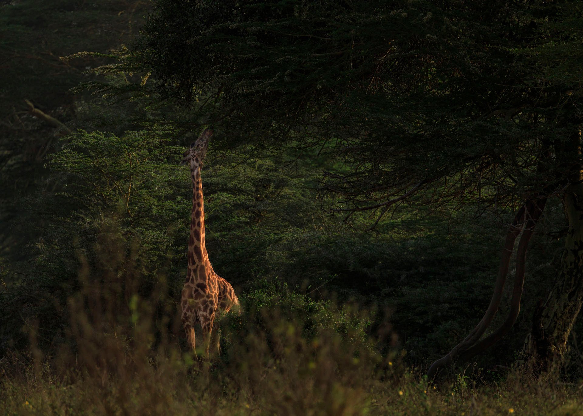 F7.1, 1/1250, ISO320 | Rio Marvin 