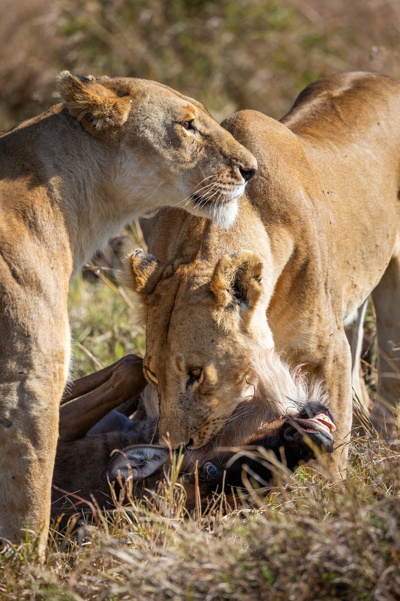 F7.1, 1/2000, ISO 1600, 500mm | Sammy Njoroge 