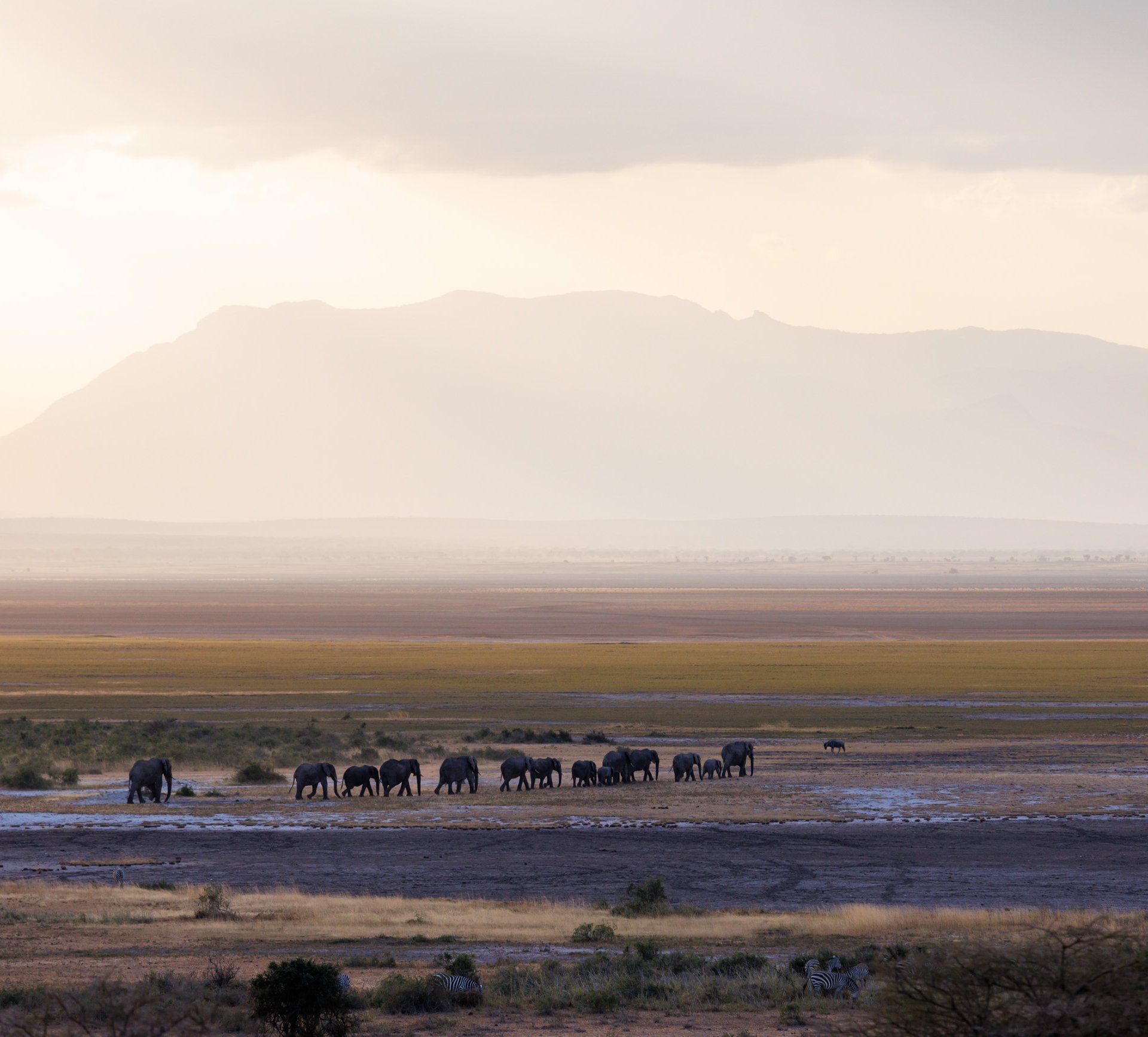 Mainly led by the matriarch, elephants walk in lines for guidance and protection