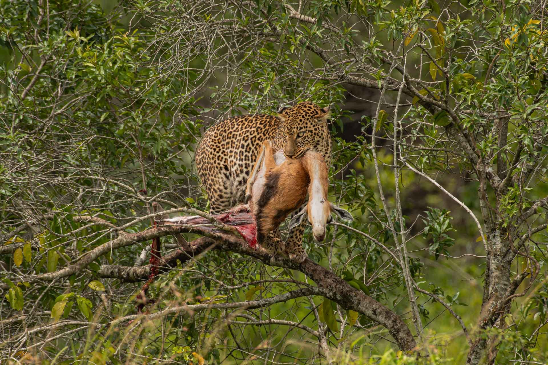 F8.0, 1/640, ISO400 | Guide Jeremy Macharia 