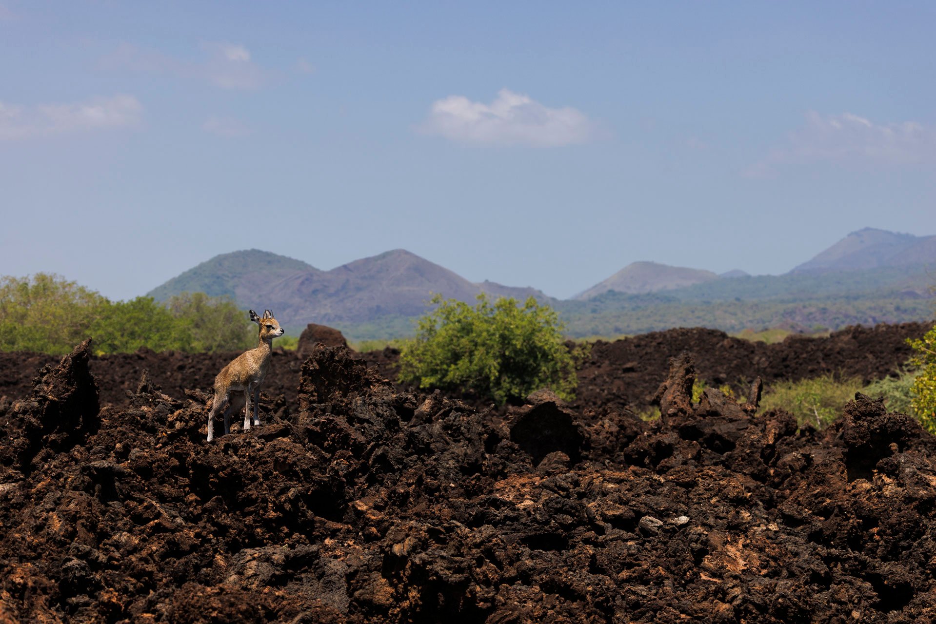 Klipspringers get their name from the Afrikaans for 'rock jumper'