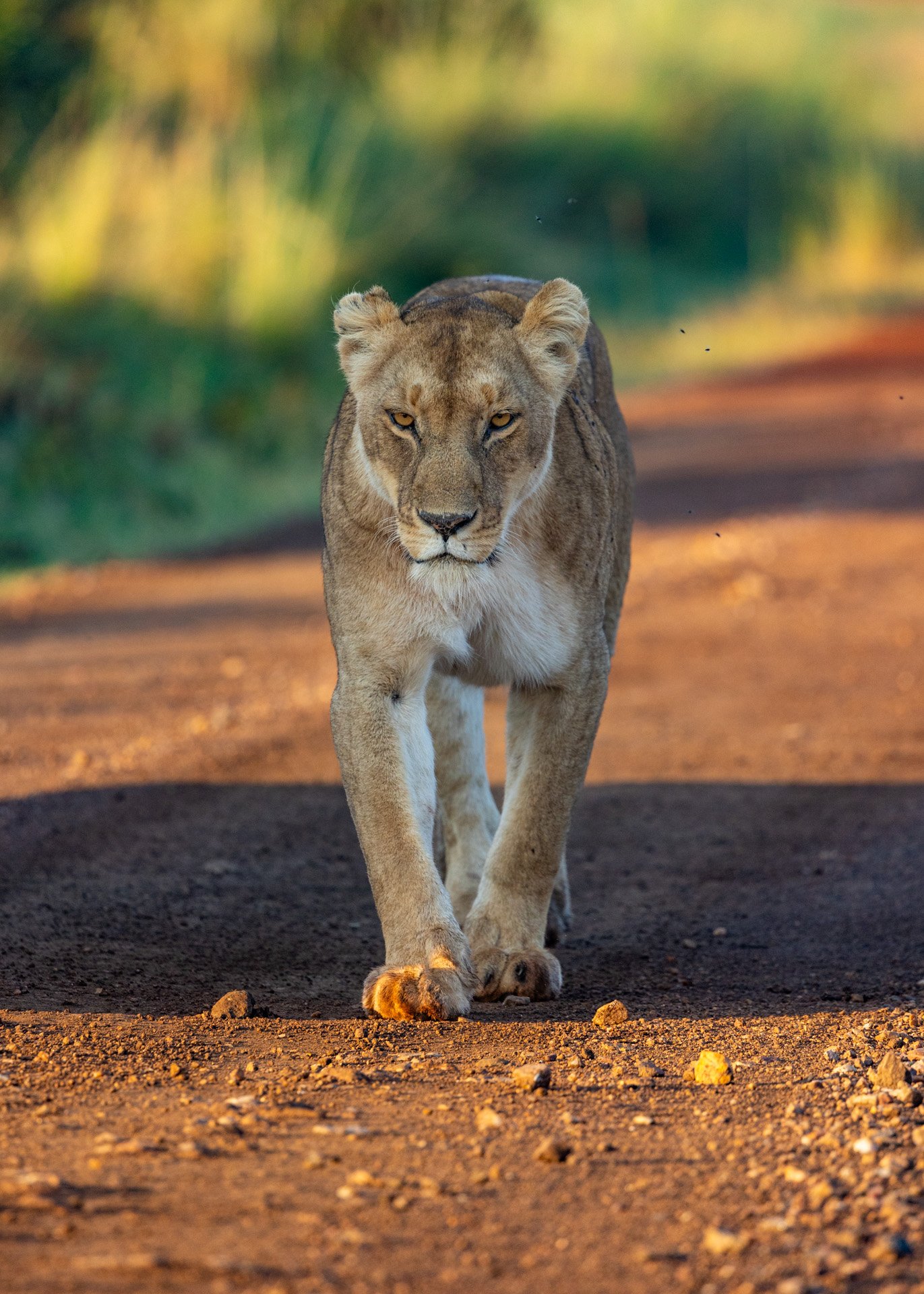 A female on a mission, the Swamp lioness