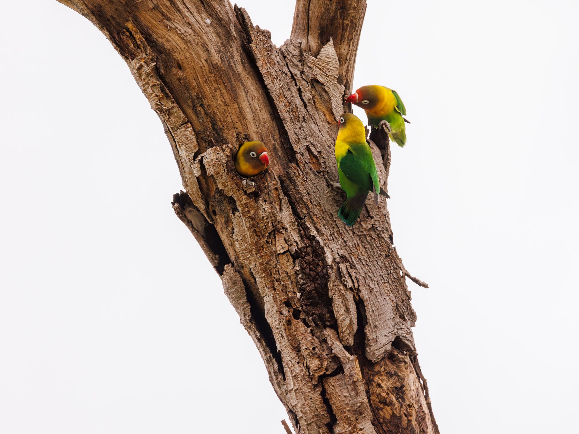 F8.0, 1/1250, ISO1000 | Marvin Mwarangu 