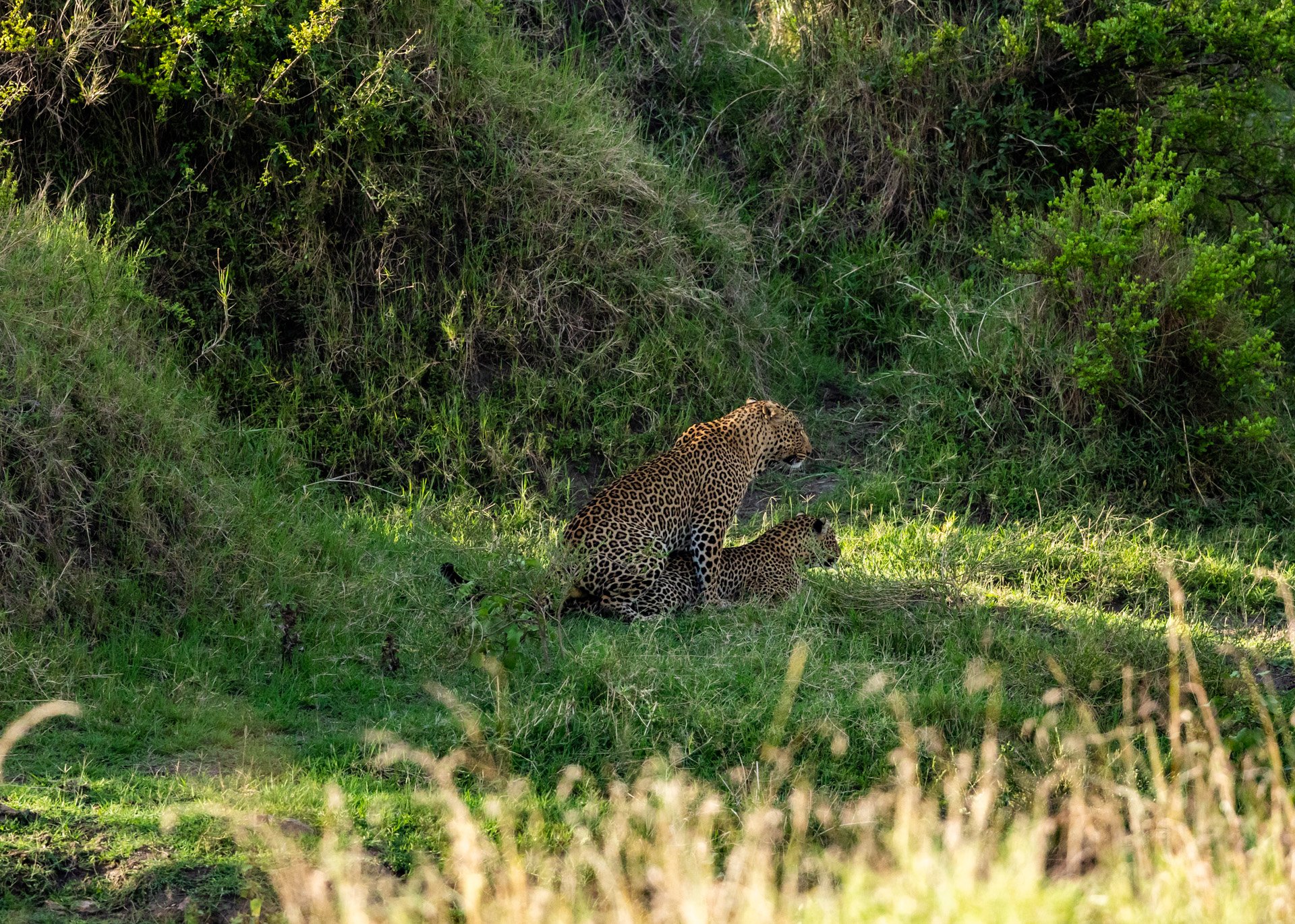 F 8, 1/2500, ISO 3200 | Robert Sayialel