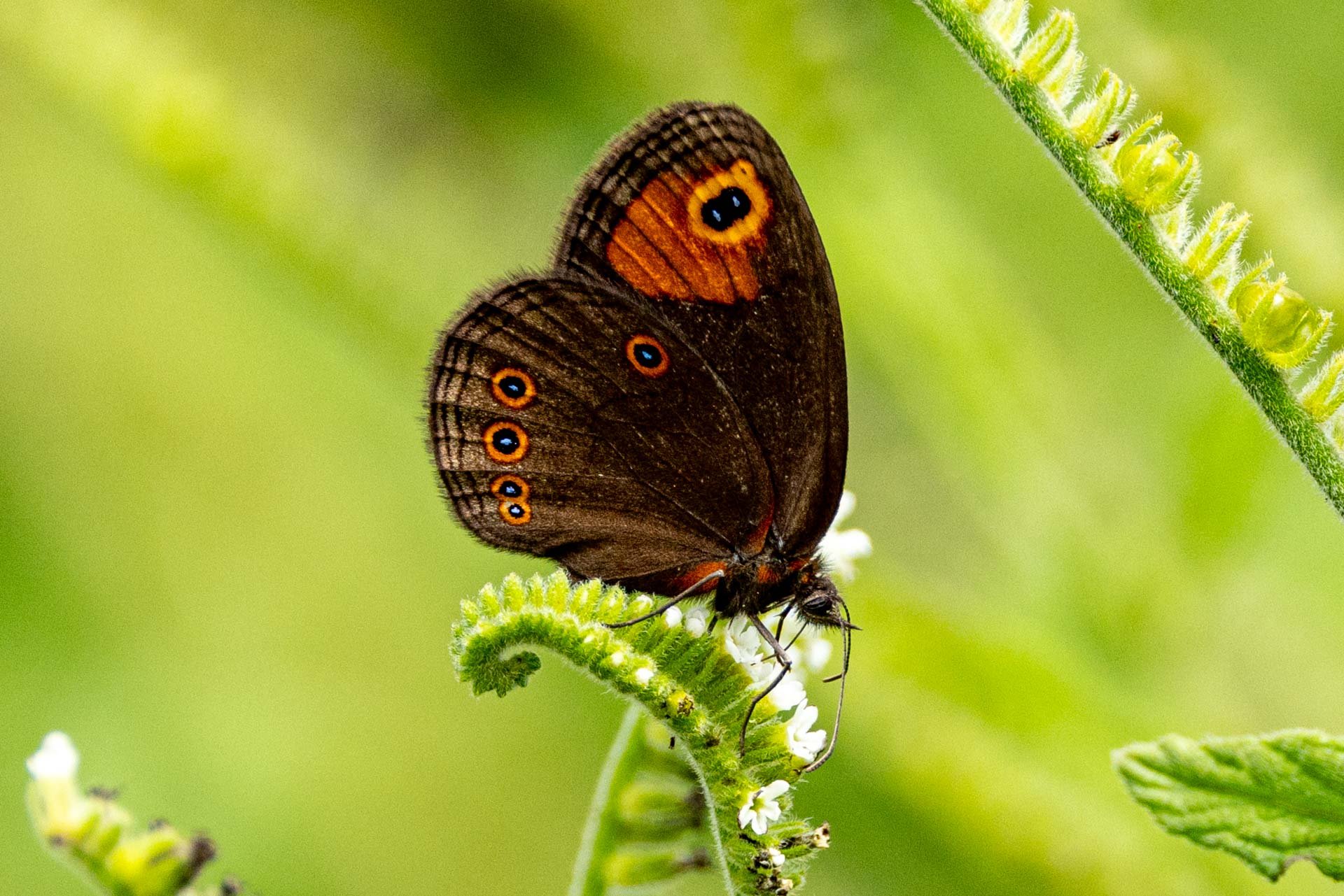 F 8.0, 1/2500, ISO 1250 | Andrew Andrawes