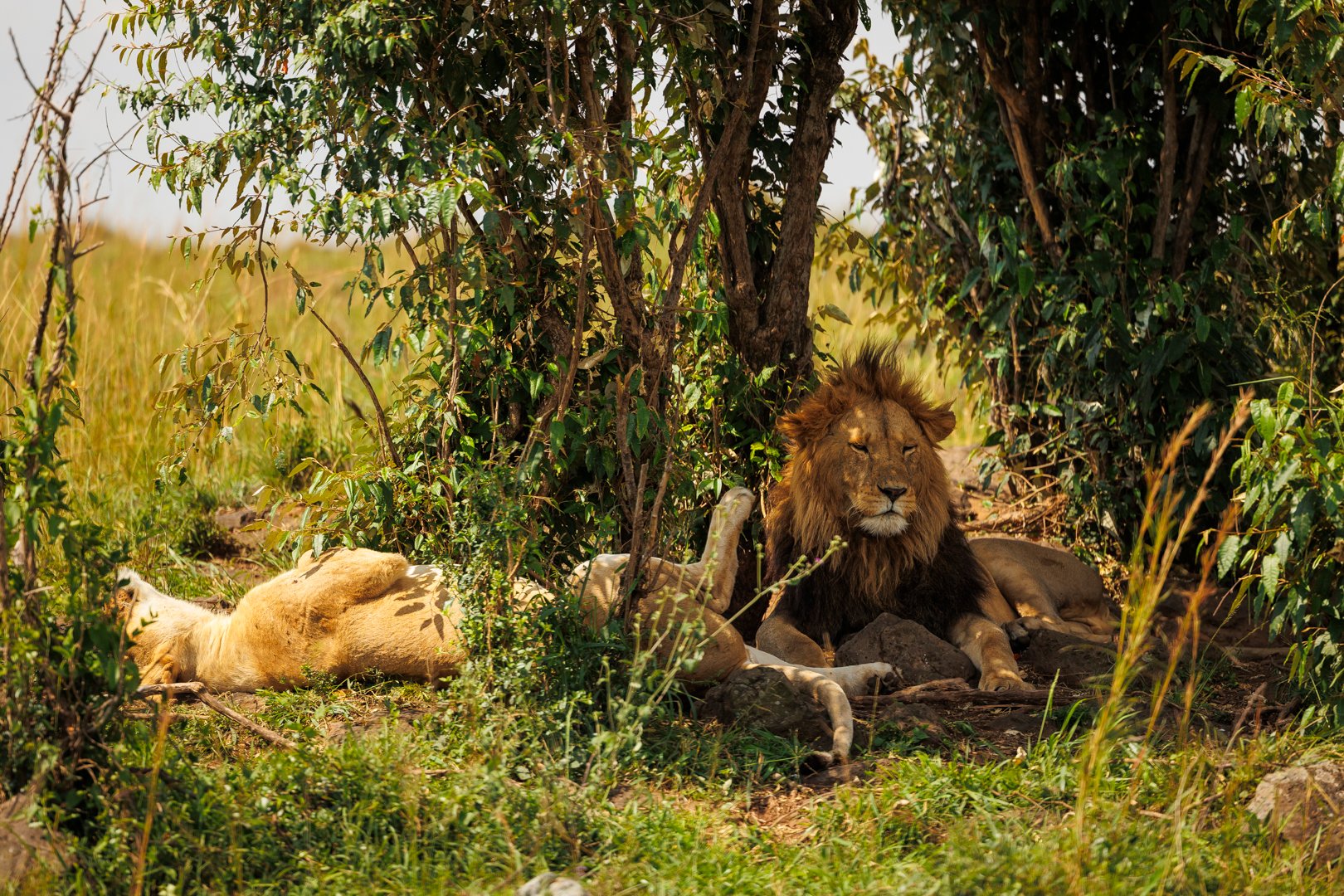 F3.2, 1/5000, ISO500 | Japheth Supeyo 