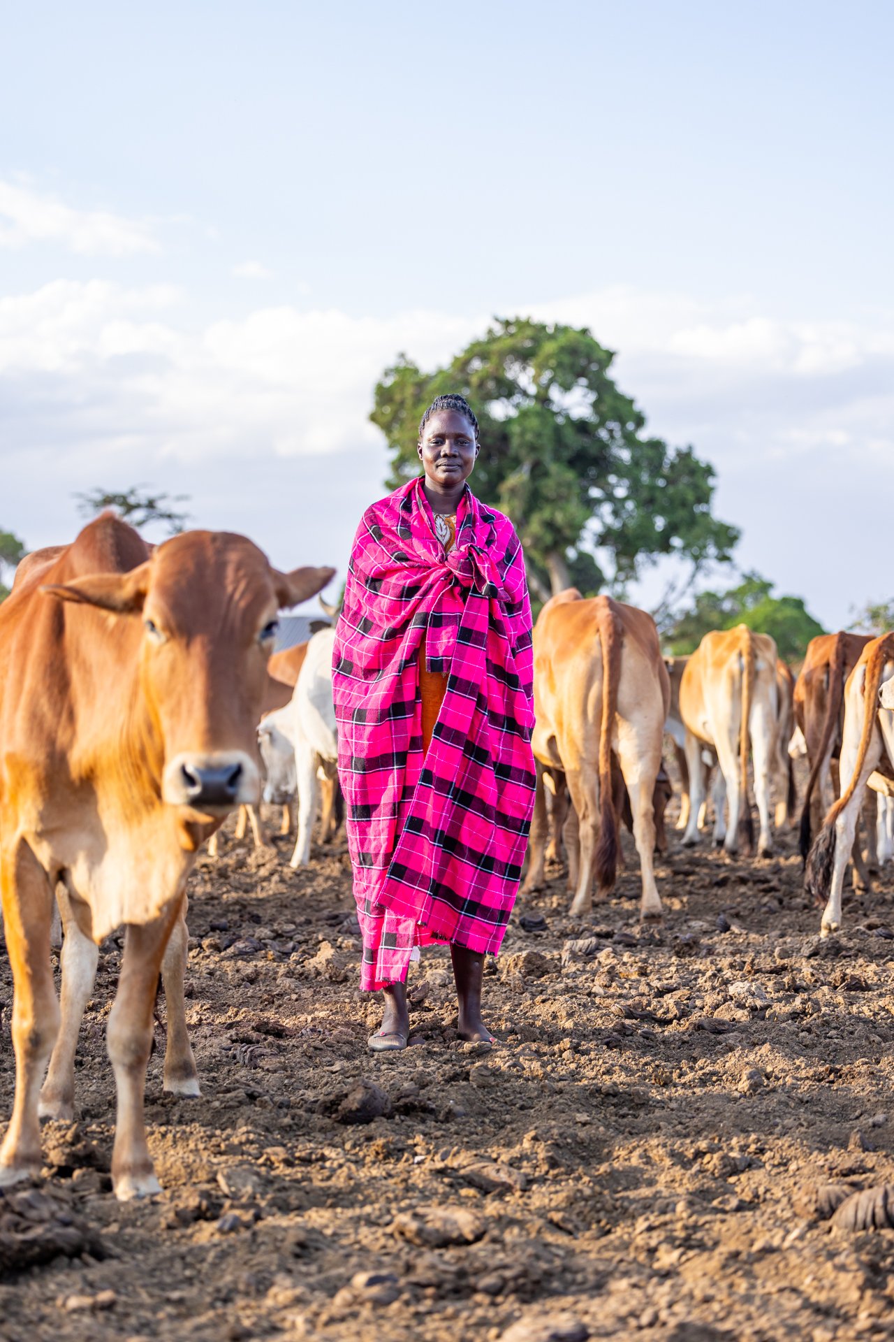 Maasai women are traditionally not allowed to work or herd...