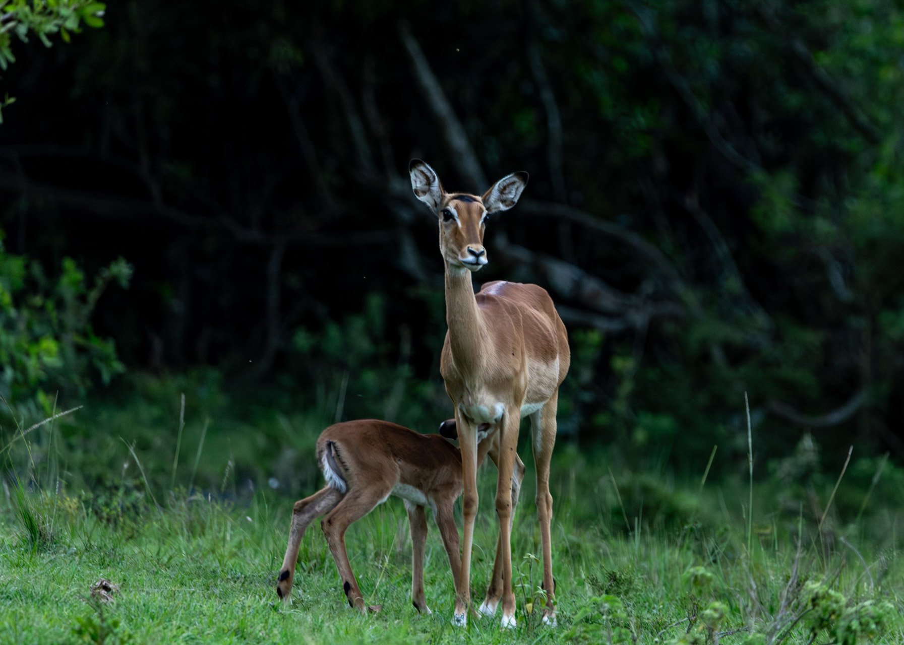 As well as this impala calf suckling...