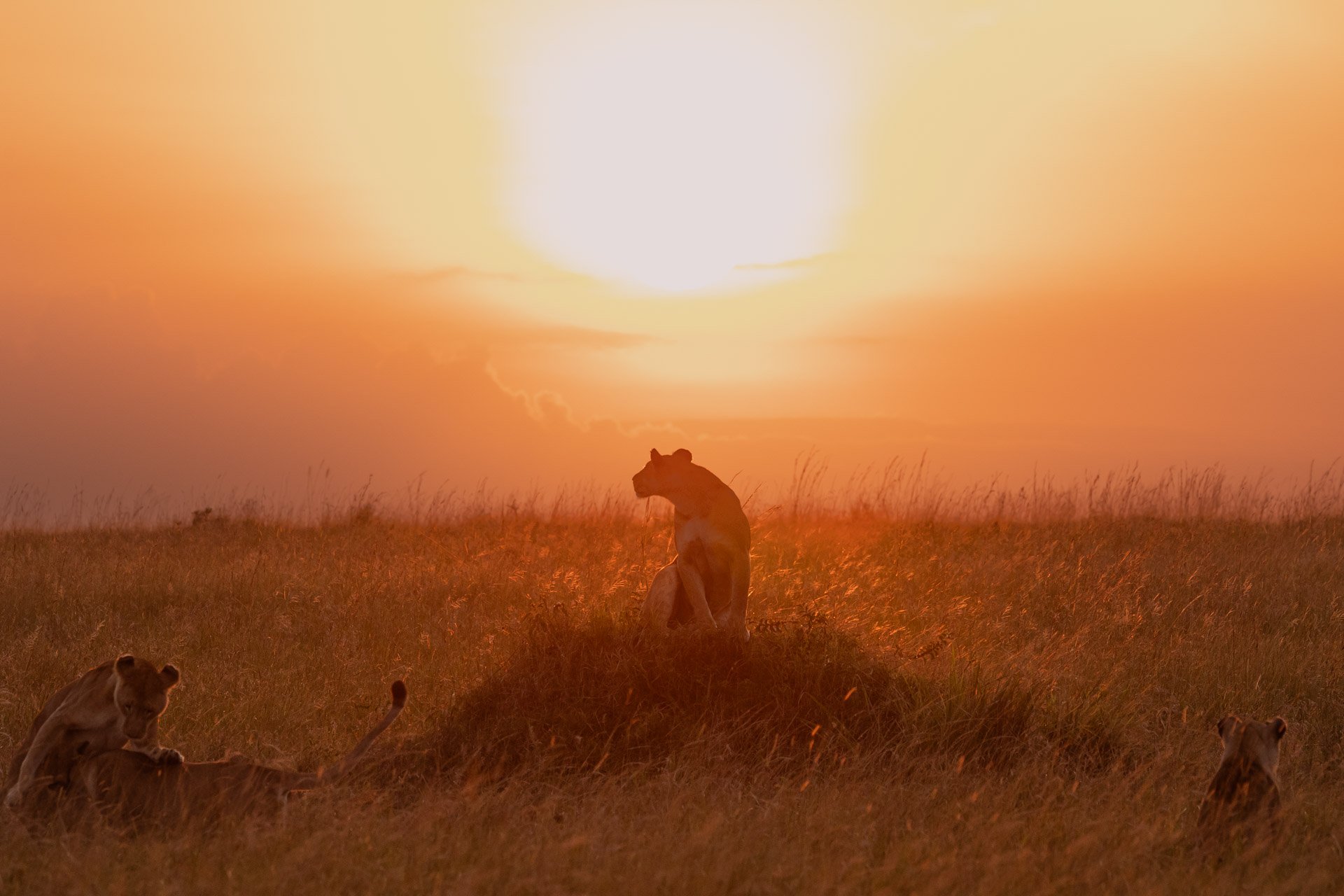 The Angama Photography Studio offers guests the chance to learn how to capture wildlife at its best