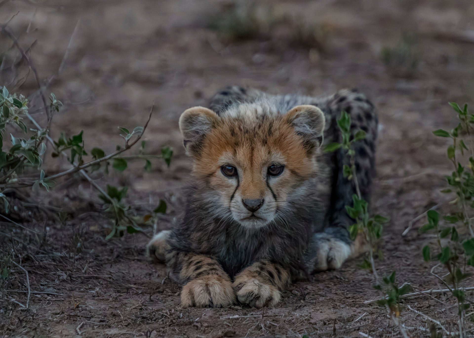F5.6, 1/800, ISO6400 | Guide Johnson Salash 