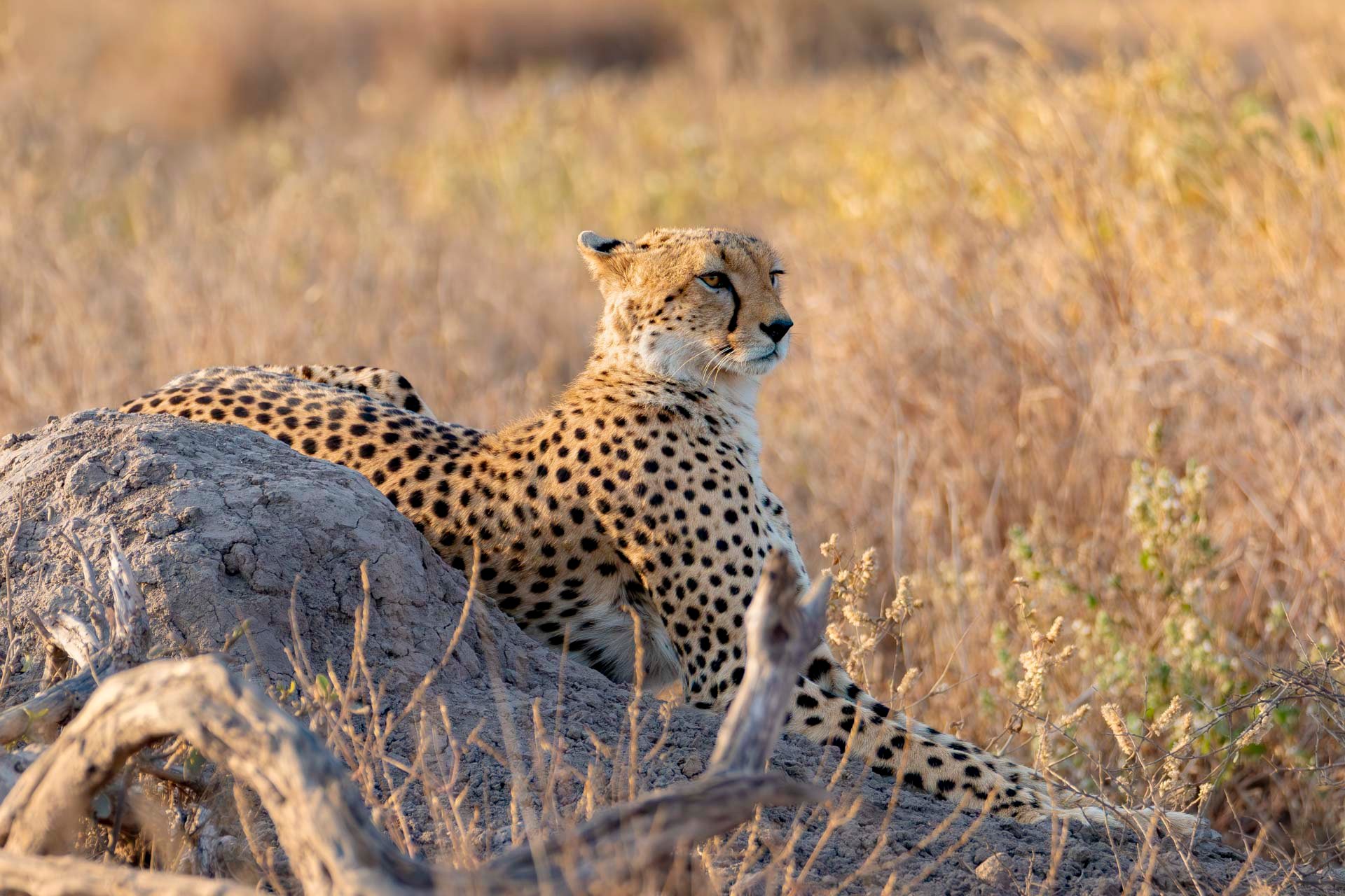 F5.6, 1/1600, ISO1250 | Guide Alice Mantaine 