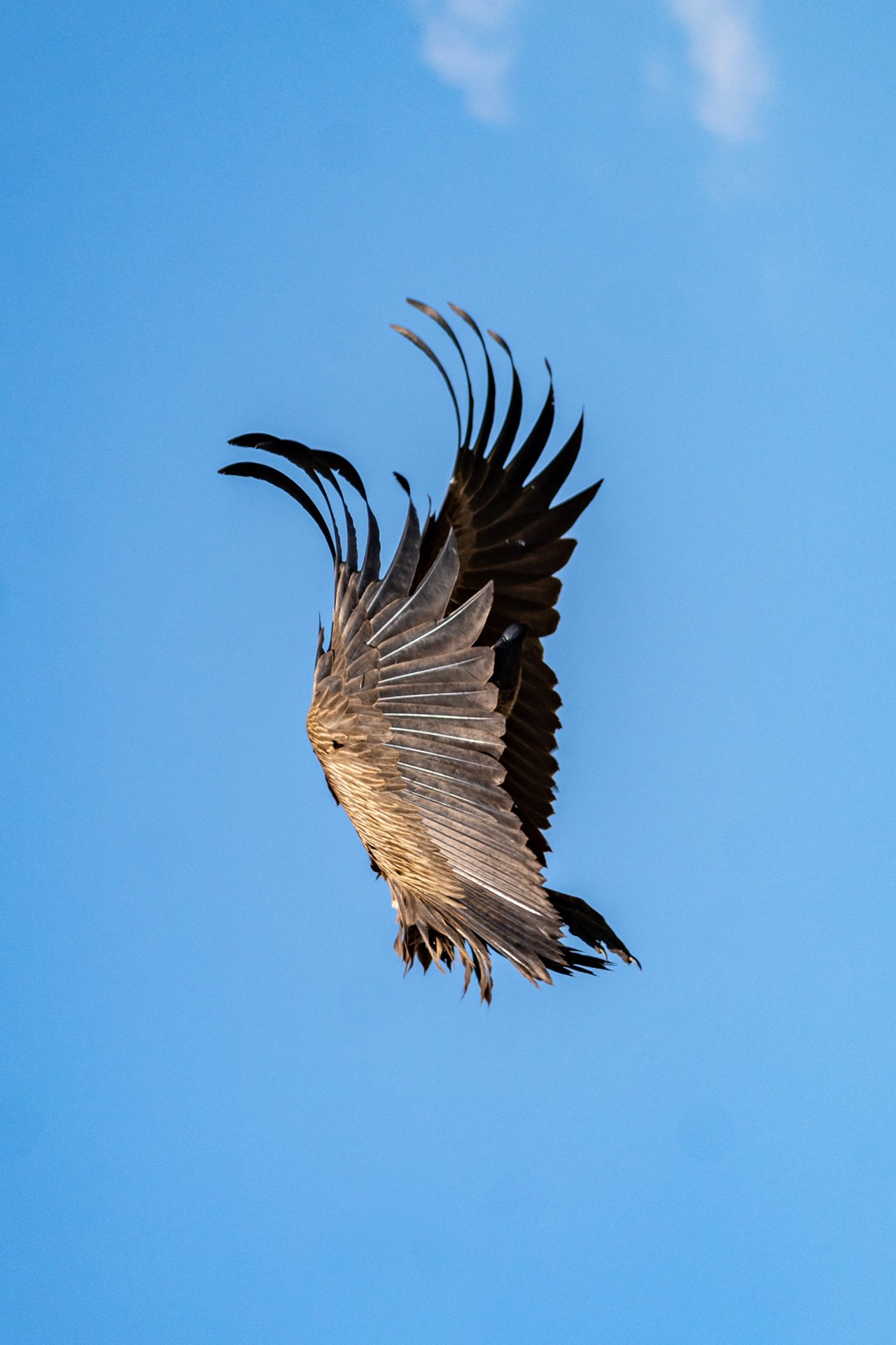 F 4.5, 1/2500, ISO 320 | Andrew Andrawes
