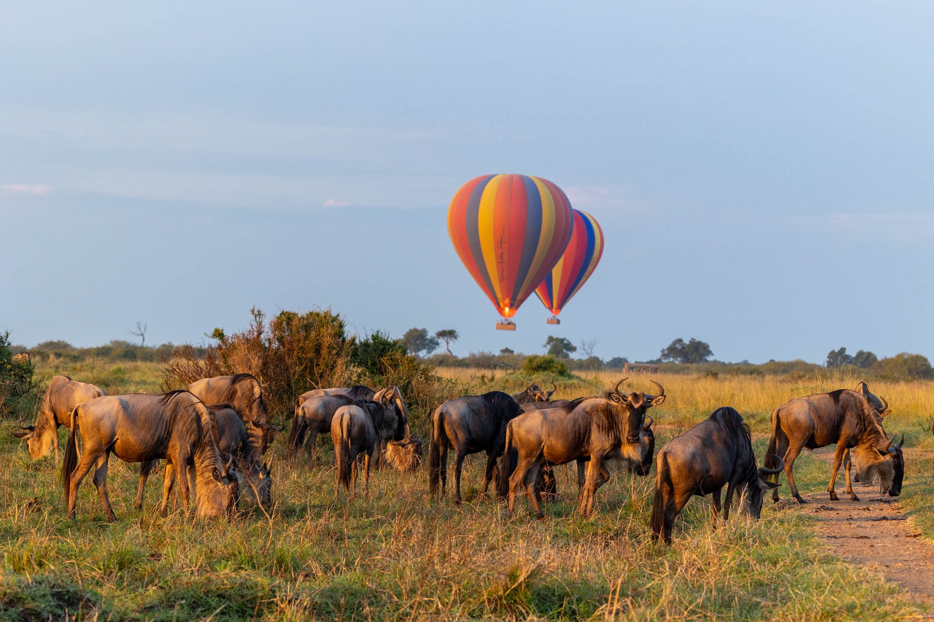 Above: Heads down for breakfast, heads up for liftoff