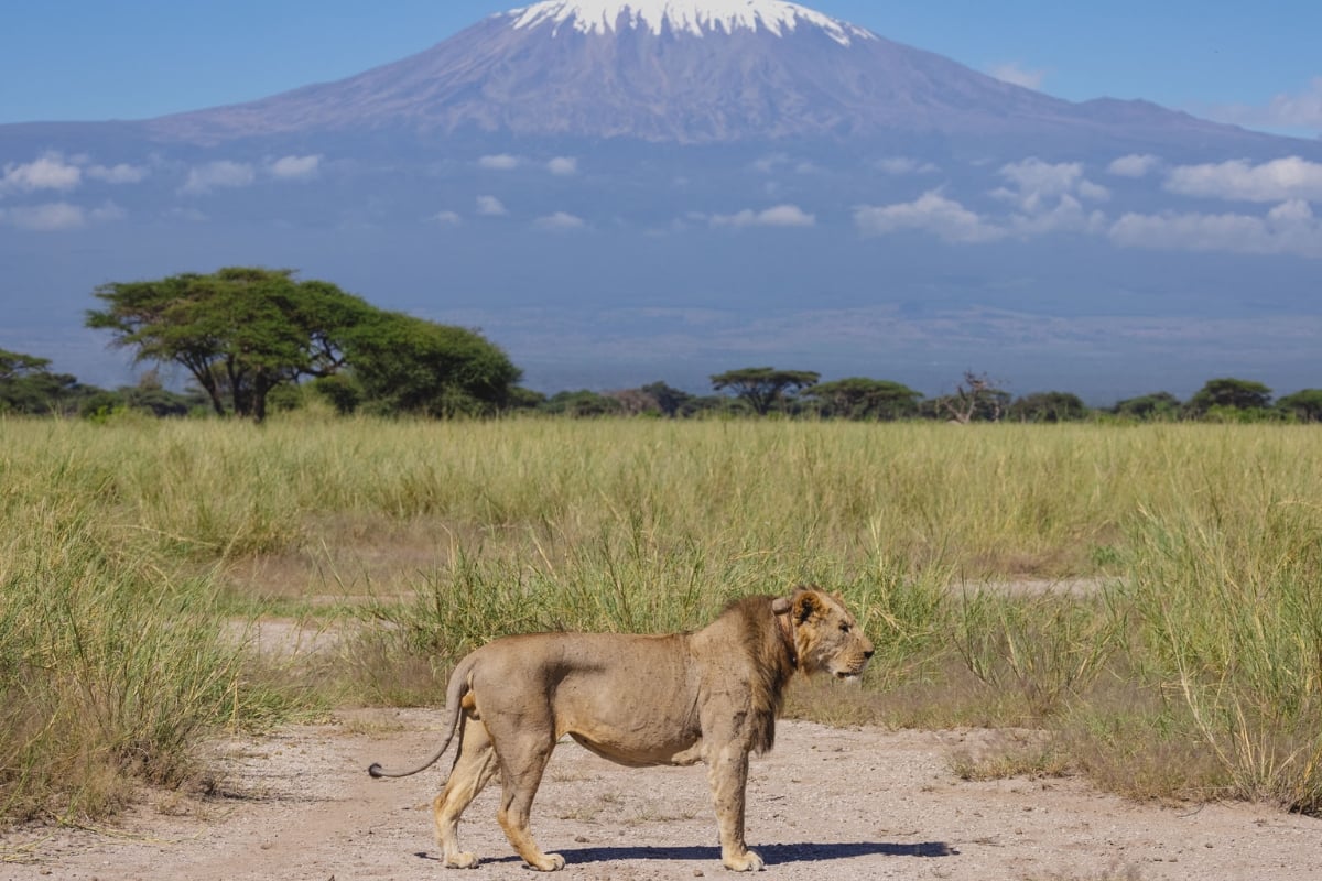 Fitted with a tracking collar to keep both lions and livelihoods safe
