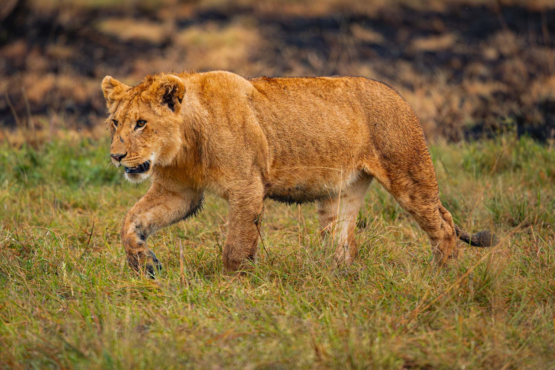F7.1, 1/1000, ISO12500 | Arnold Omondi 