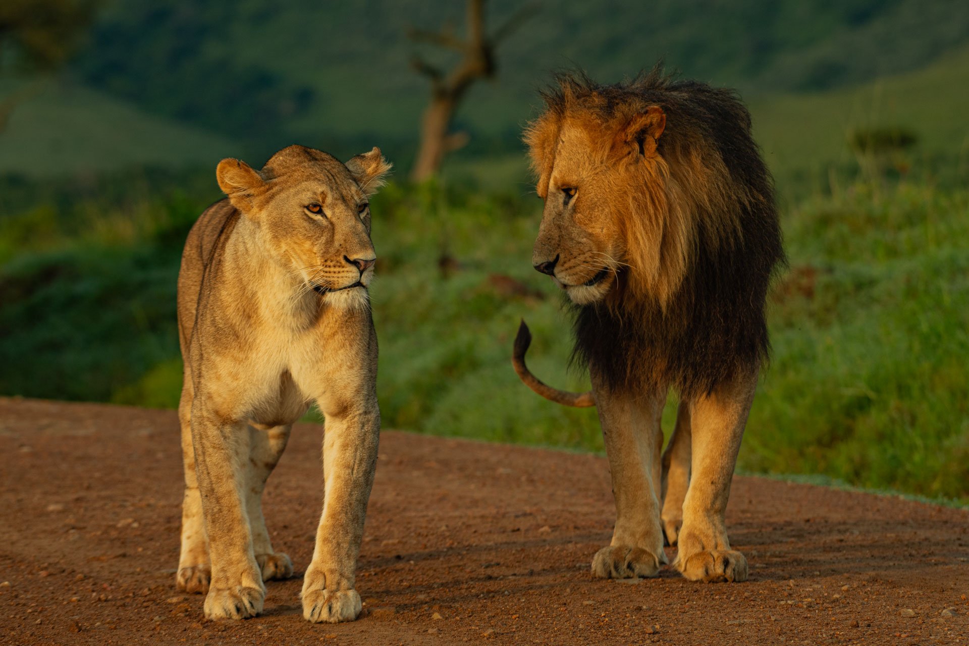 F5.6, 1/400, ISO320 | Guide Jeremy Macharia 