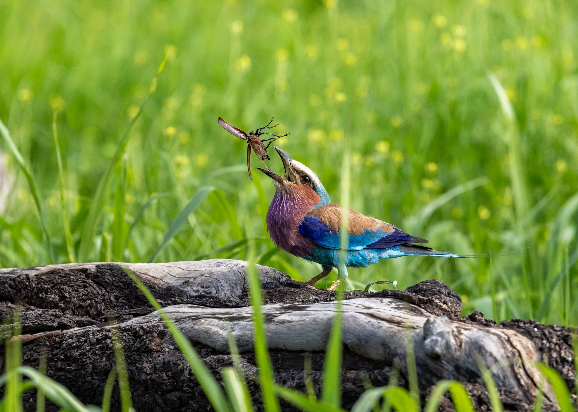 Above: An unlucky grasshopper meets a colourful end