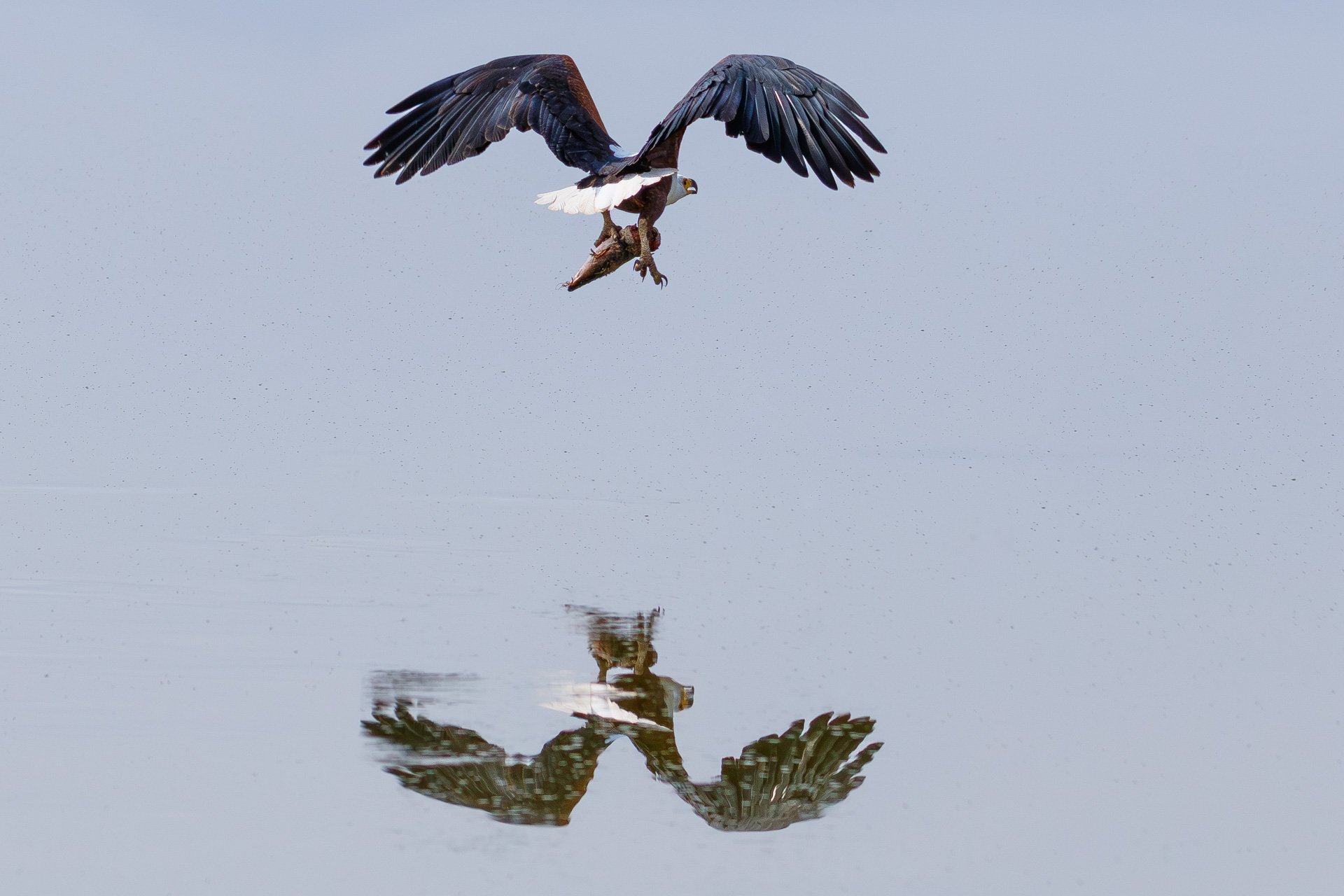 F6.3, 1/3200, ISO250 | Guide Alice Mantaine 