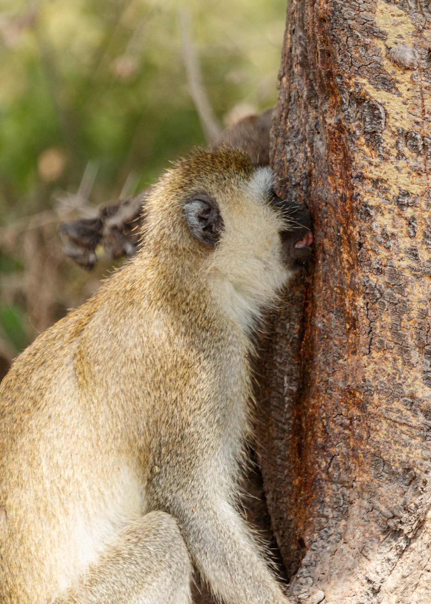 F5.6, 1/500, ISO640 | Guide Johnson Salash 