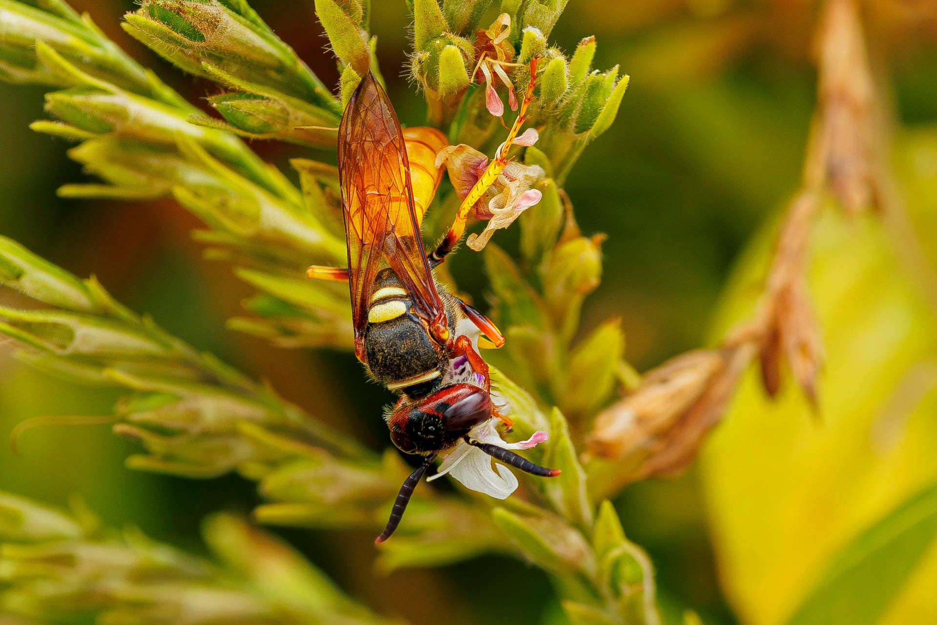 F7.1, 1/1000, ISO500 | Arnold Omondi 