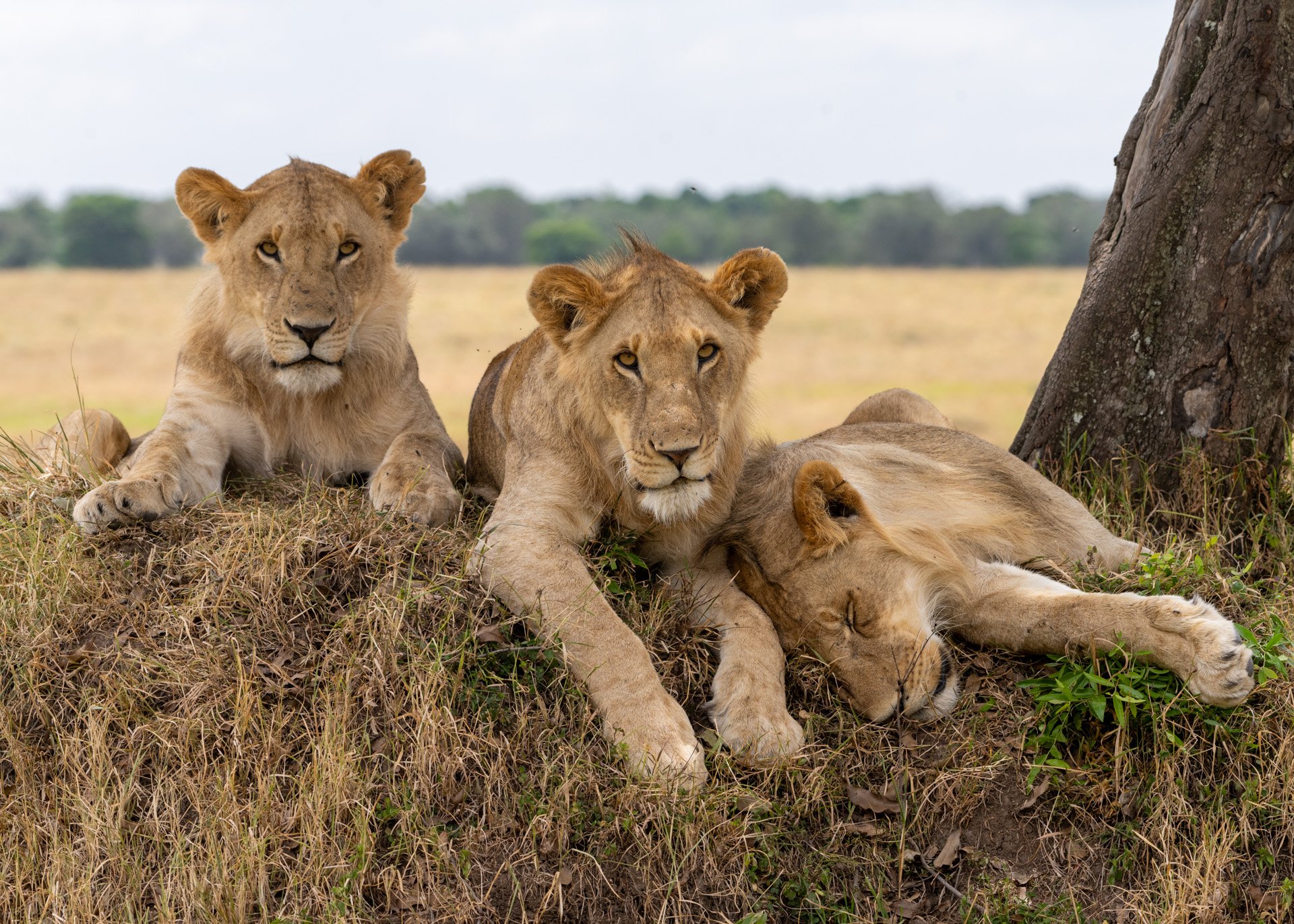 With three growing boys, the Swamp lioness has her work cut out for her 