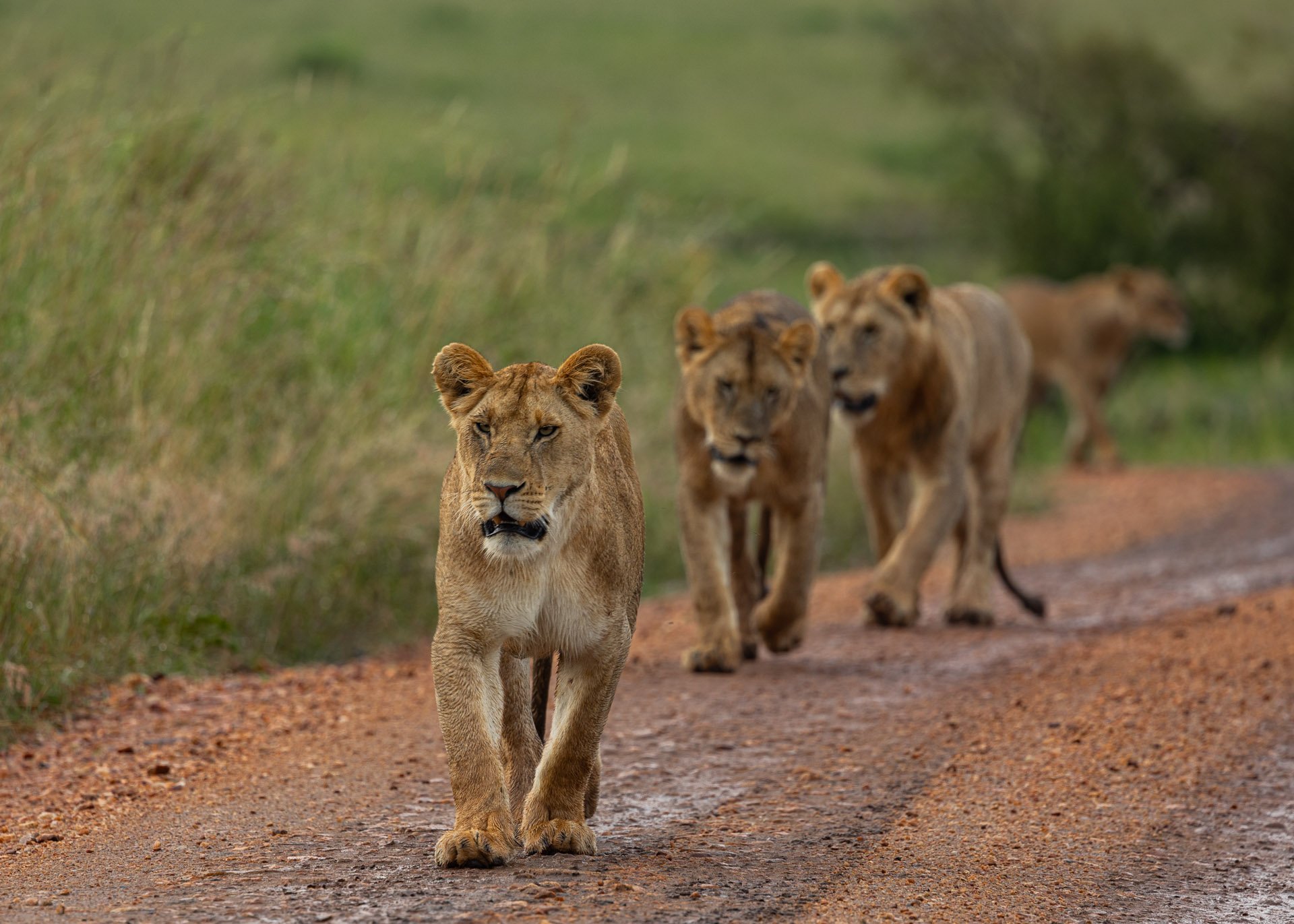 F7.1, 1/100, ISO320 | Arnold Omondi 