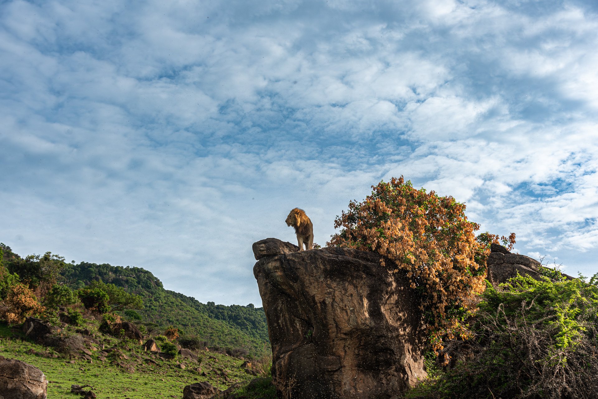 Above: A true Lion King moment for one of the Nyati Six 