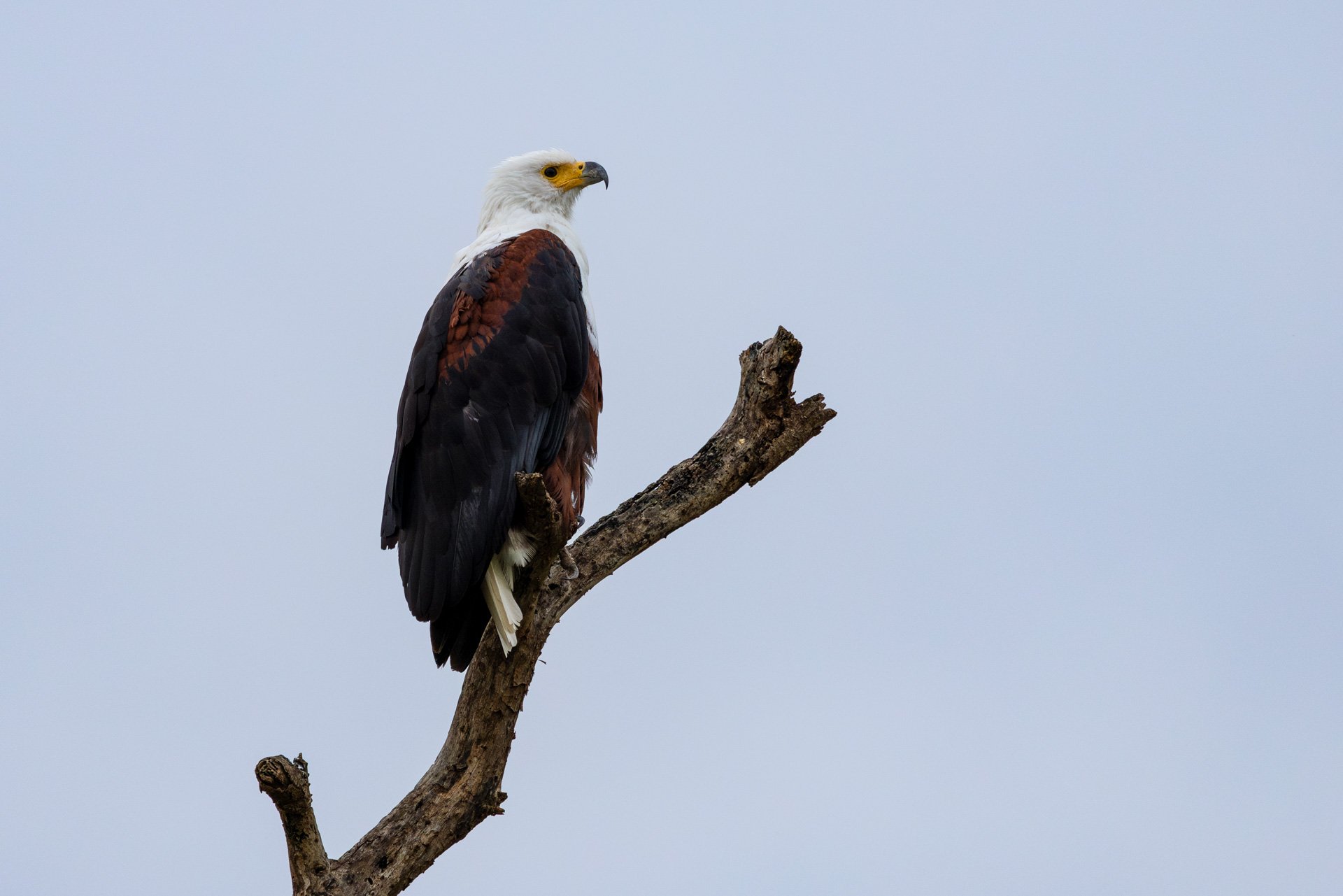 F 7.1, 1/1250, ISO 640 | Guest Vasilii Selivanov