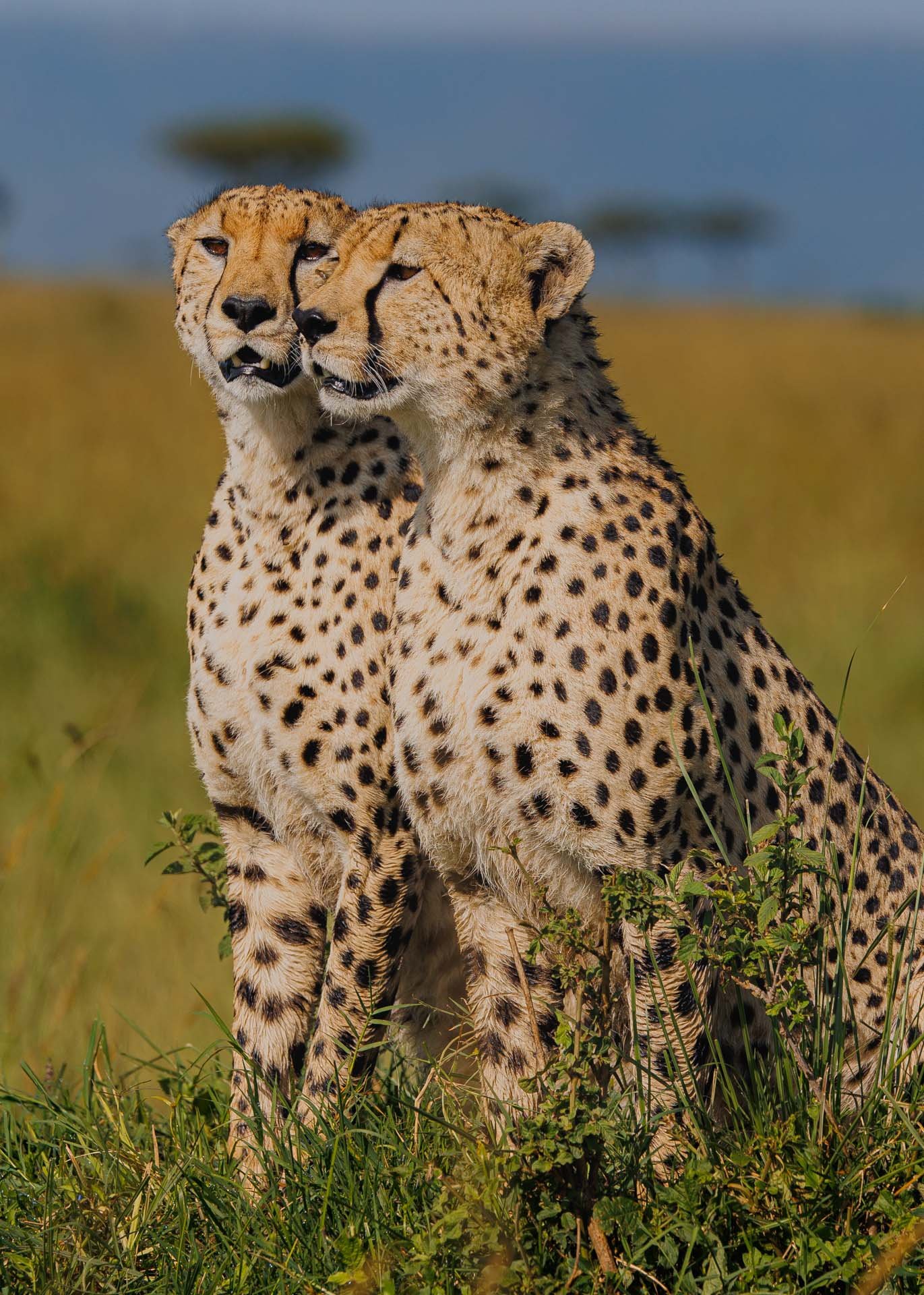 F6.3, 1/1000, ISO200 | Arnold Omondi 