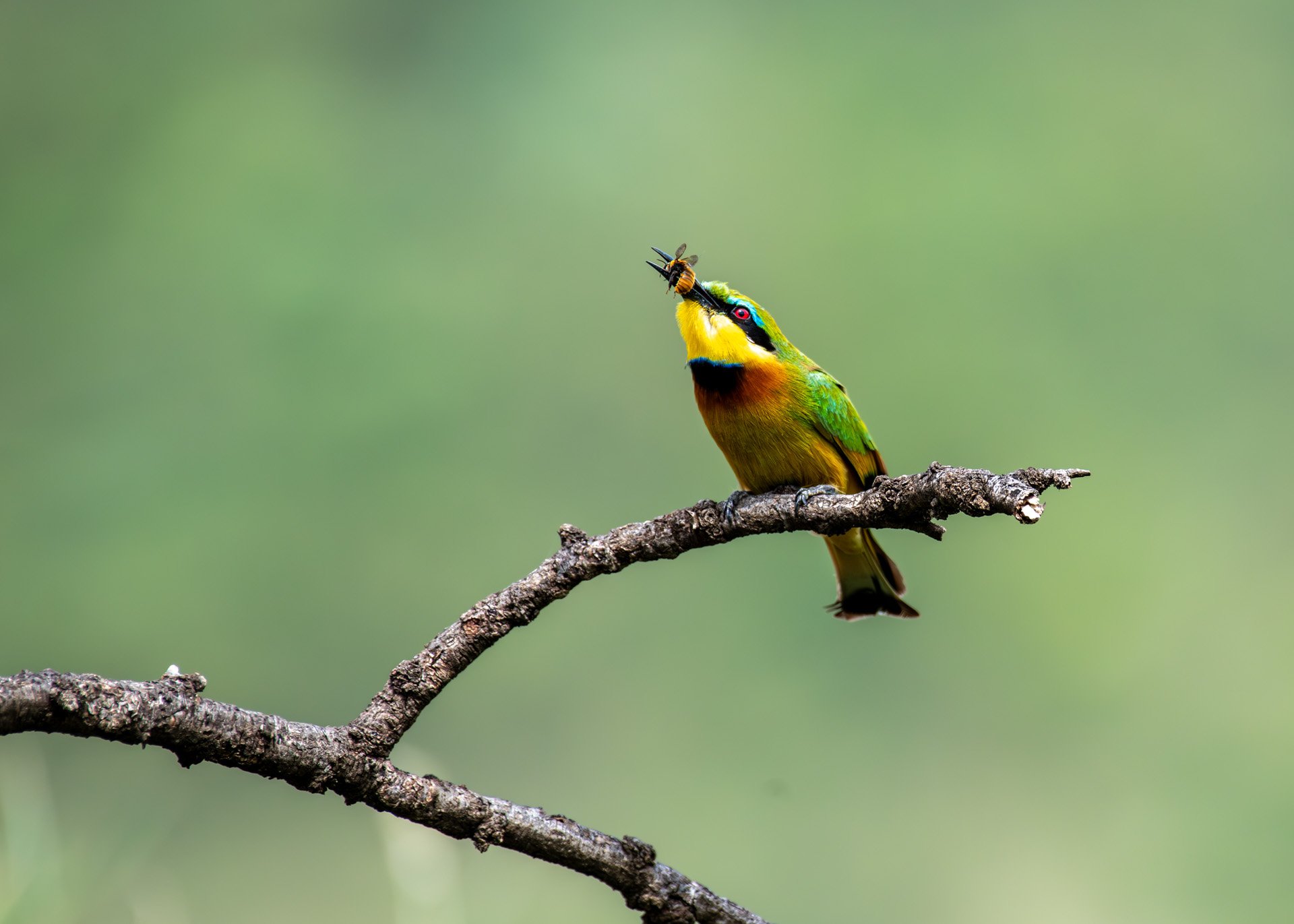 Above: A little bee-eater doing what it does best