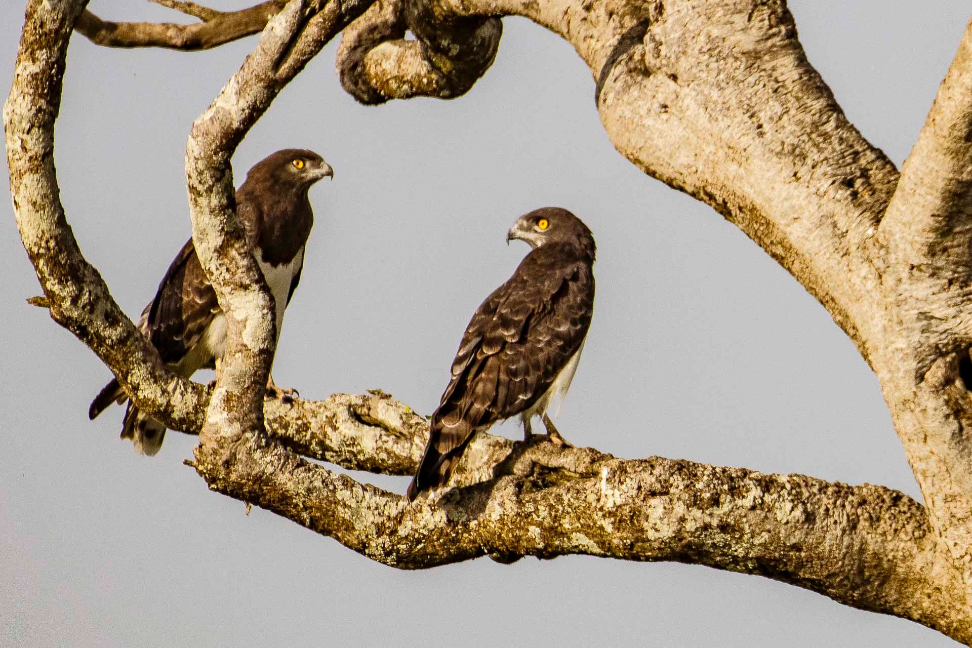 F7.1, 1/1000, ISO200 | Andrew Doggett 