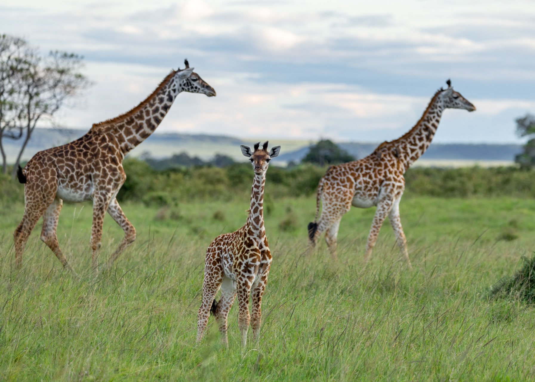 It's a bit of a babypalooza, including this inquisitive young giraffe