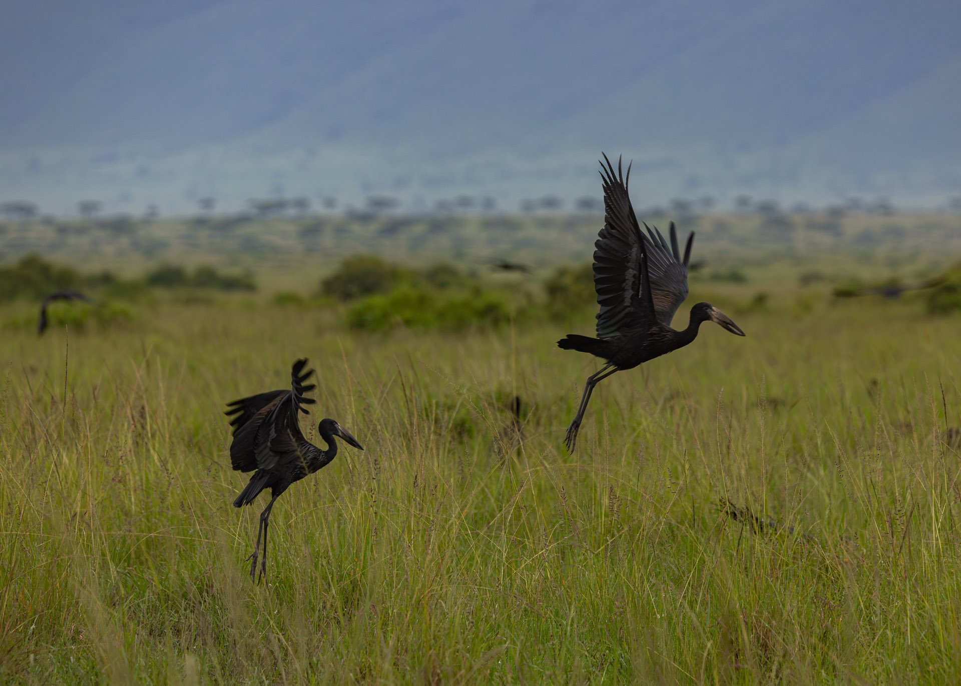 F7.1, 1/1000, ISO1000 | Arnold Omondi 
