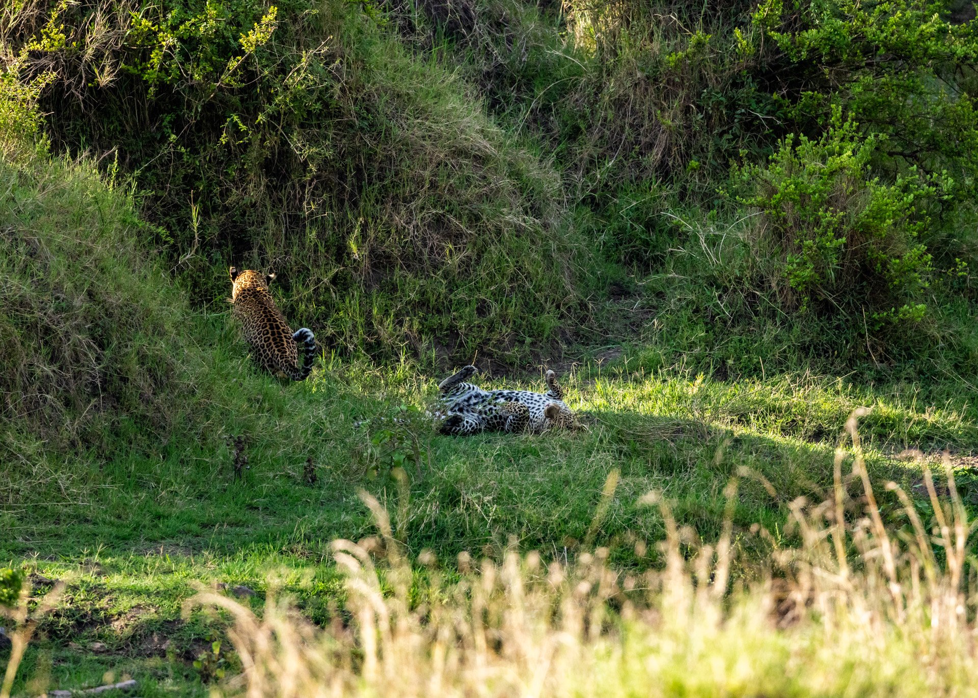 F 8, 1/2500, ISO 3200 | Robert Sayialel
