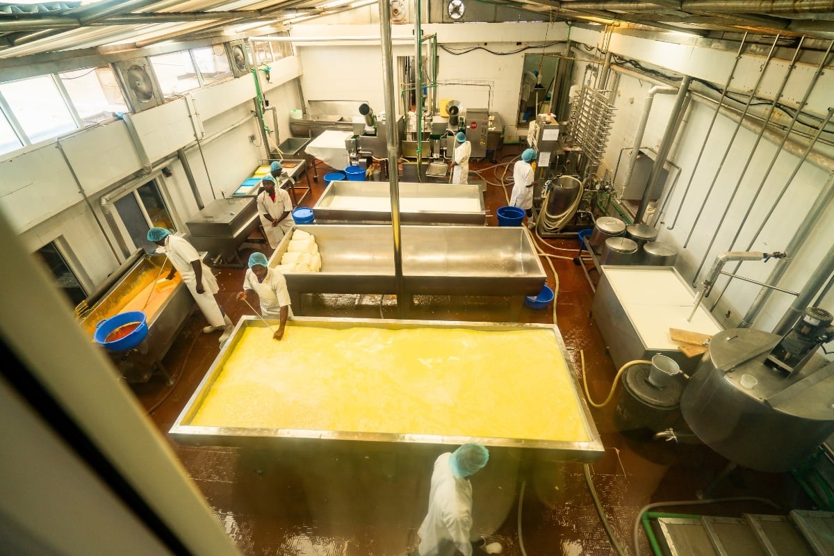 Limuru’s finest — crafting artisanal, preservative-free cheeses with fresh local milk