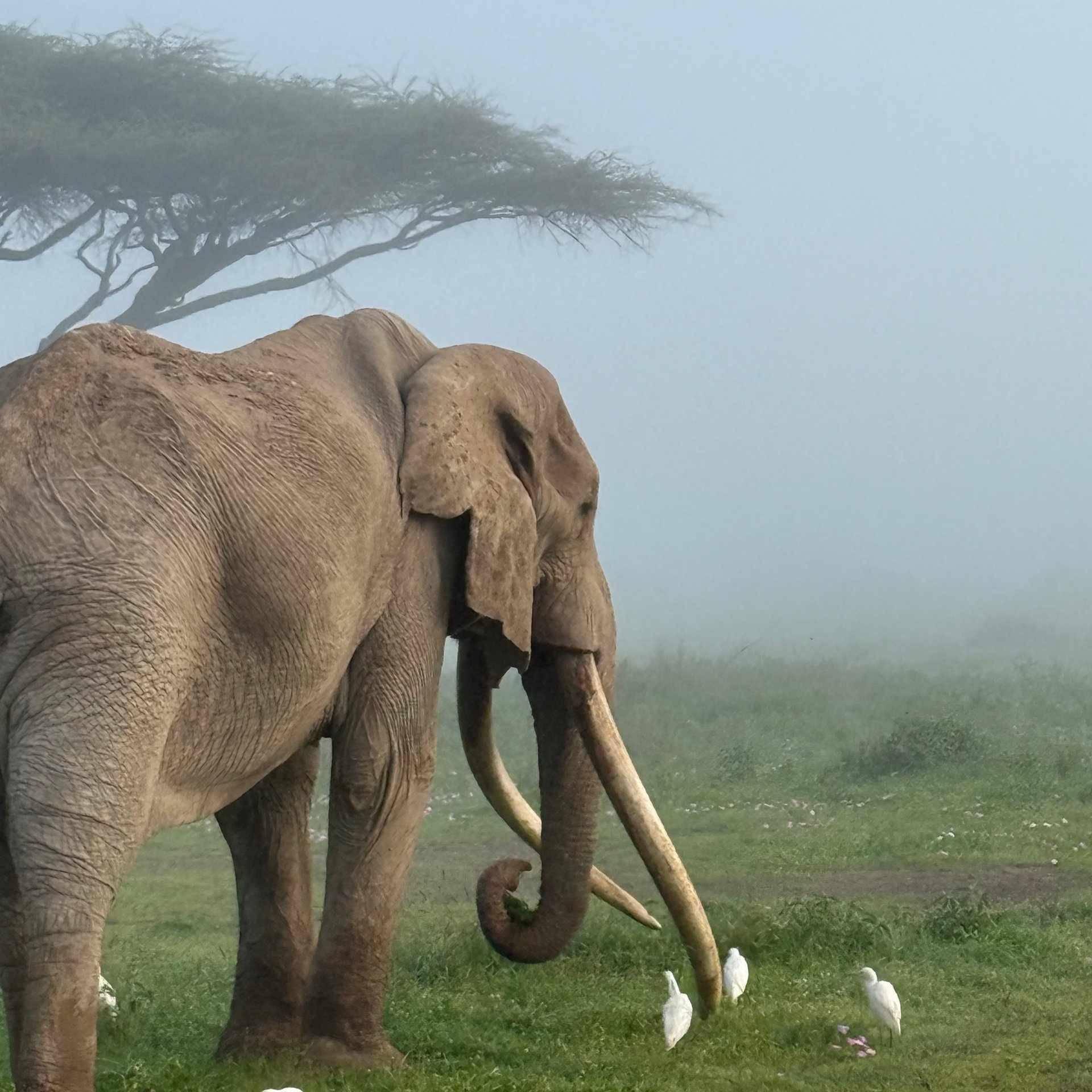 Craig is one of the largest Super Tuskers in Africa