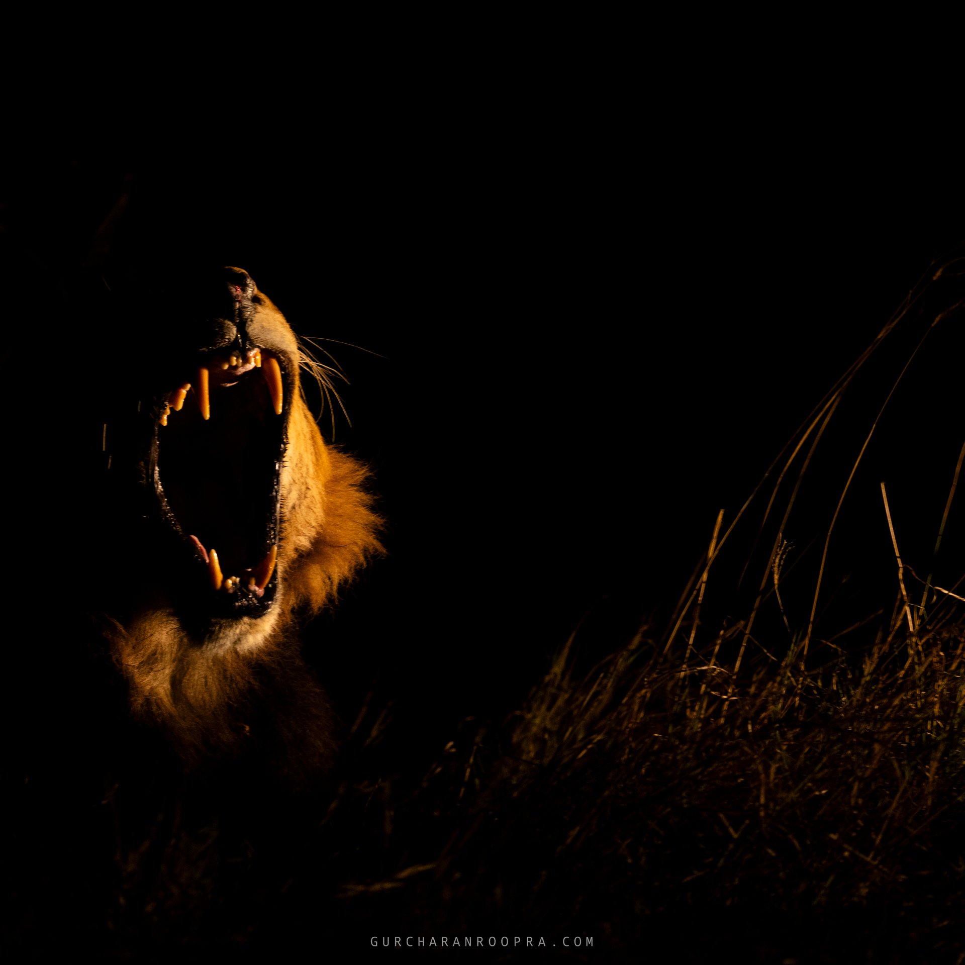 Night drives in Kimana Sanctuary offer golden photo opportunities